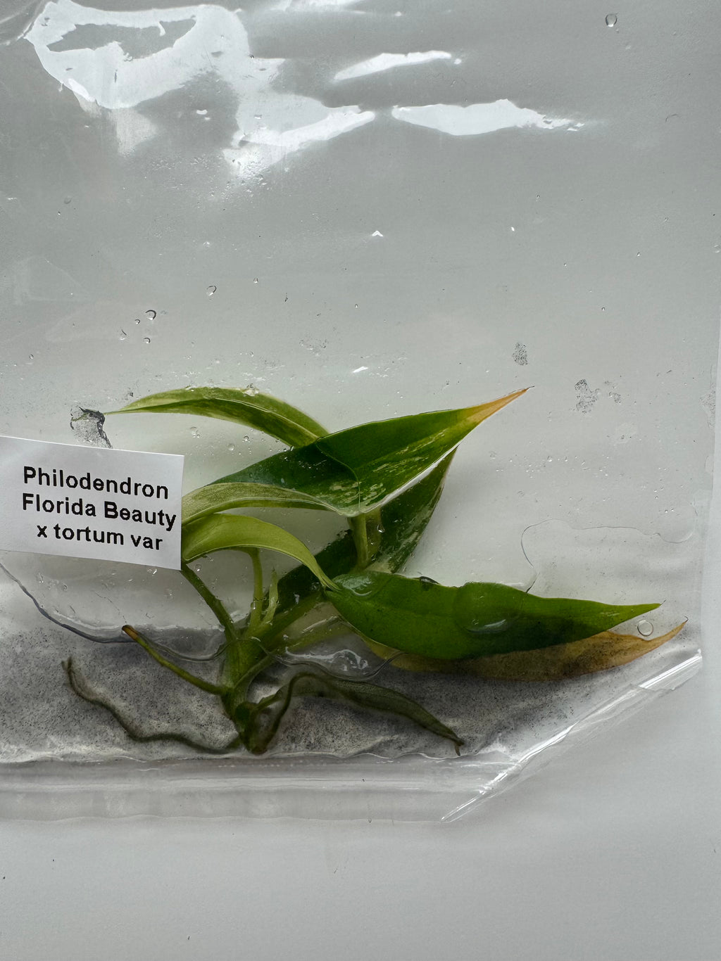 Philodendron Florida Beauty x tortum var