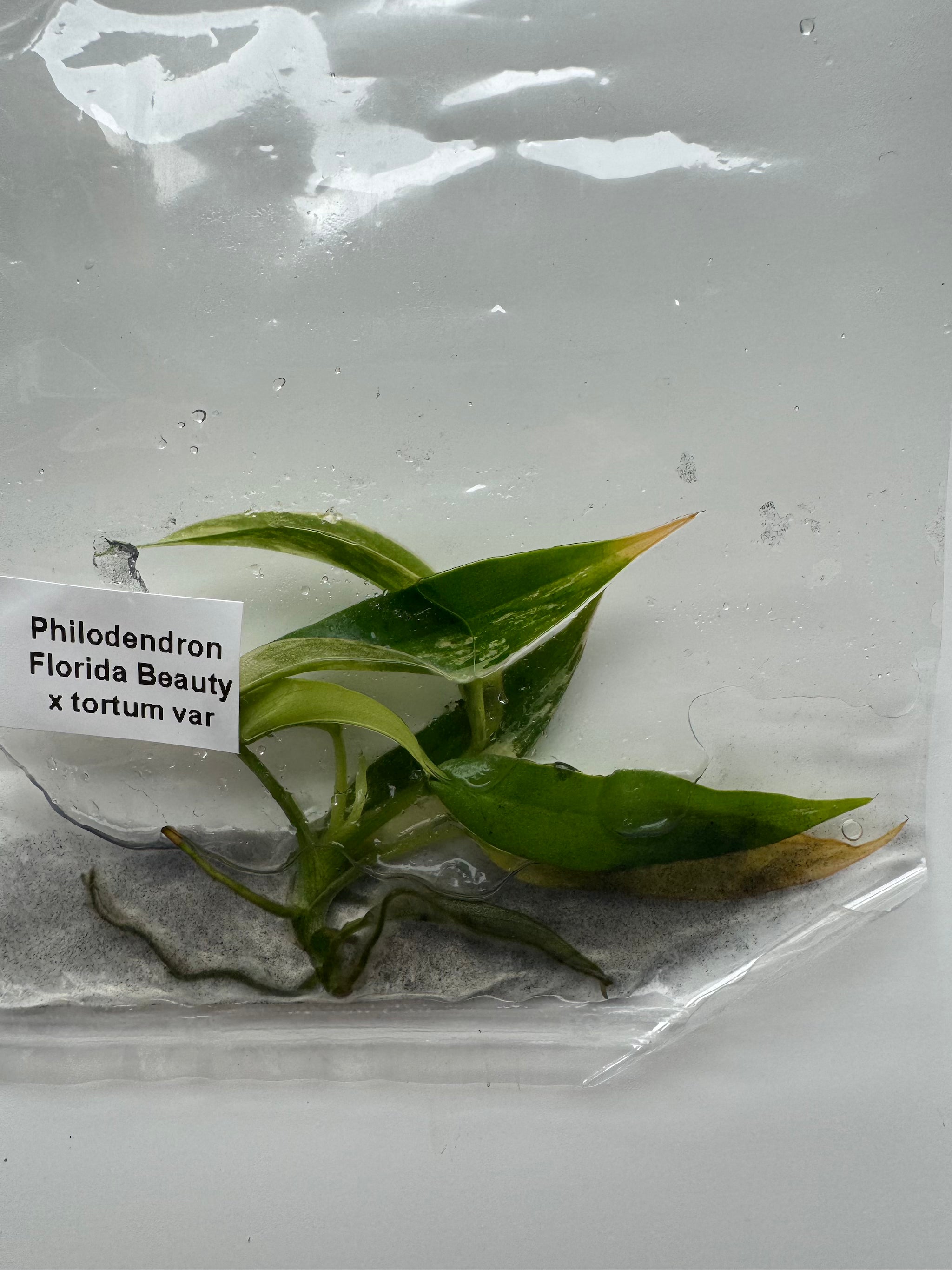 Philodendron Florida Beauty x tortum var