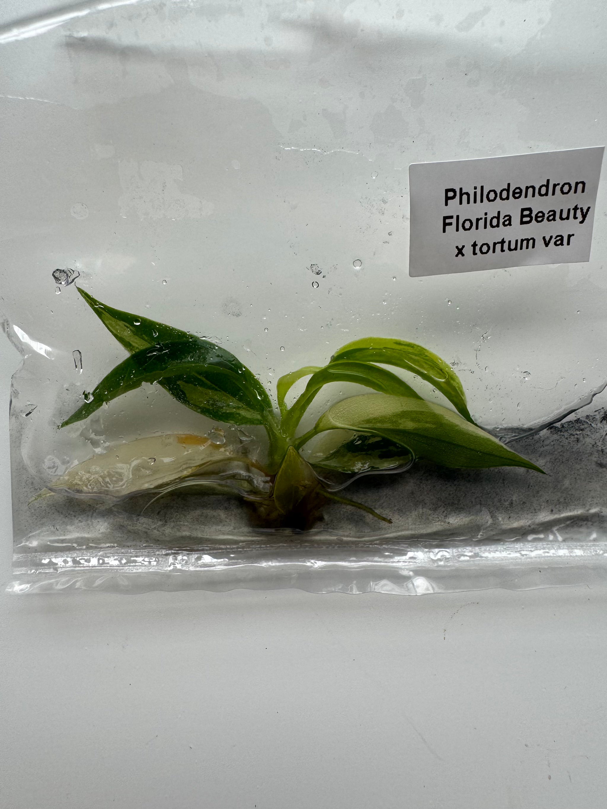 Philodendron Florida Beauty x tortum var