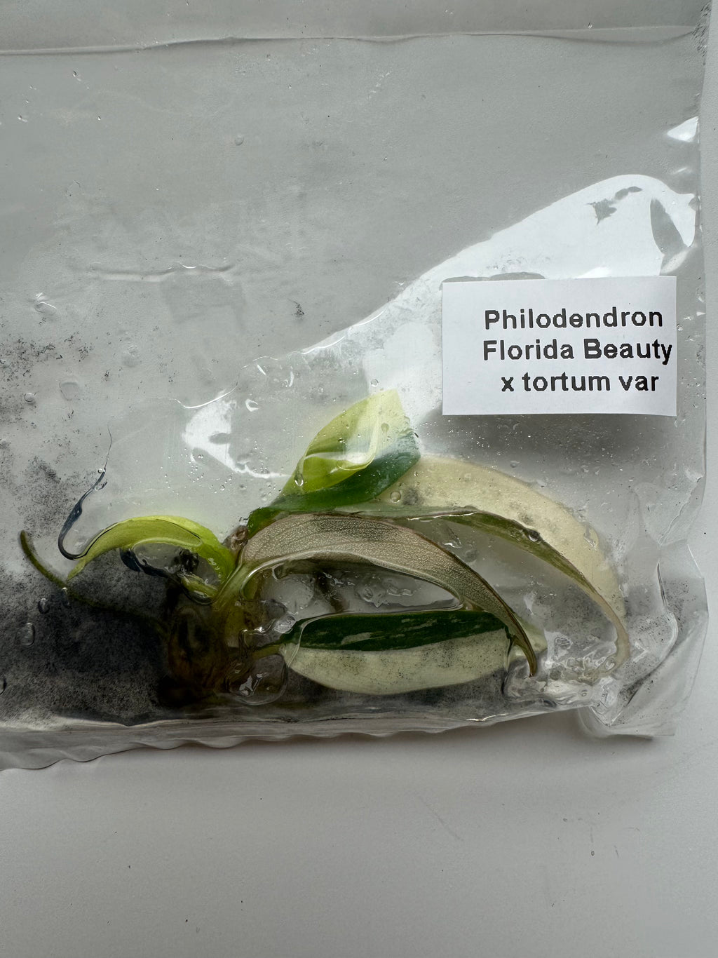 Philodendron Florida Beauty x tortum var