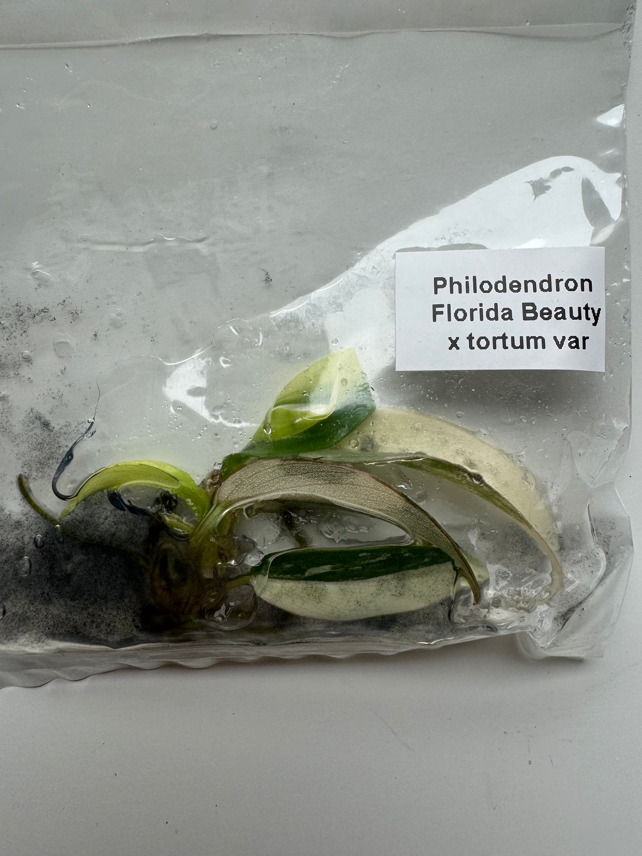 Philodendron Florida Beauty x tortum var