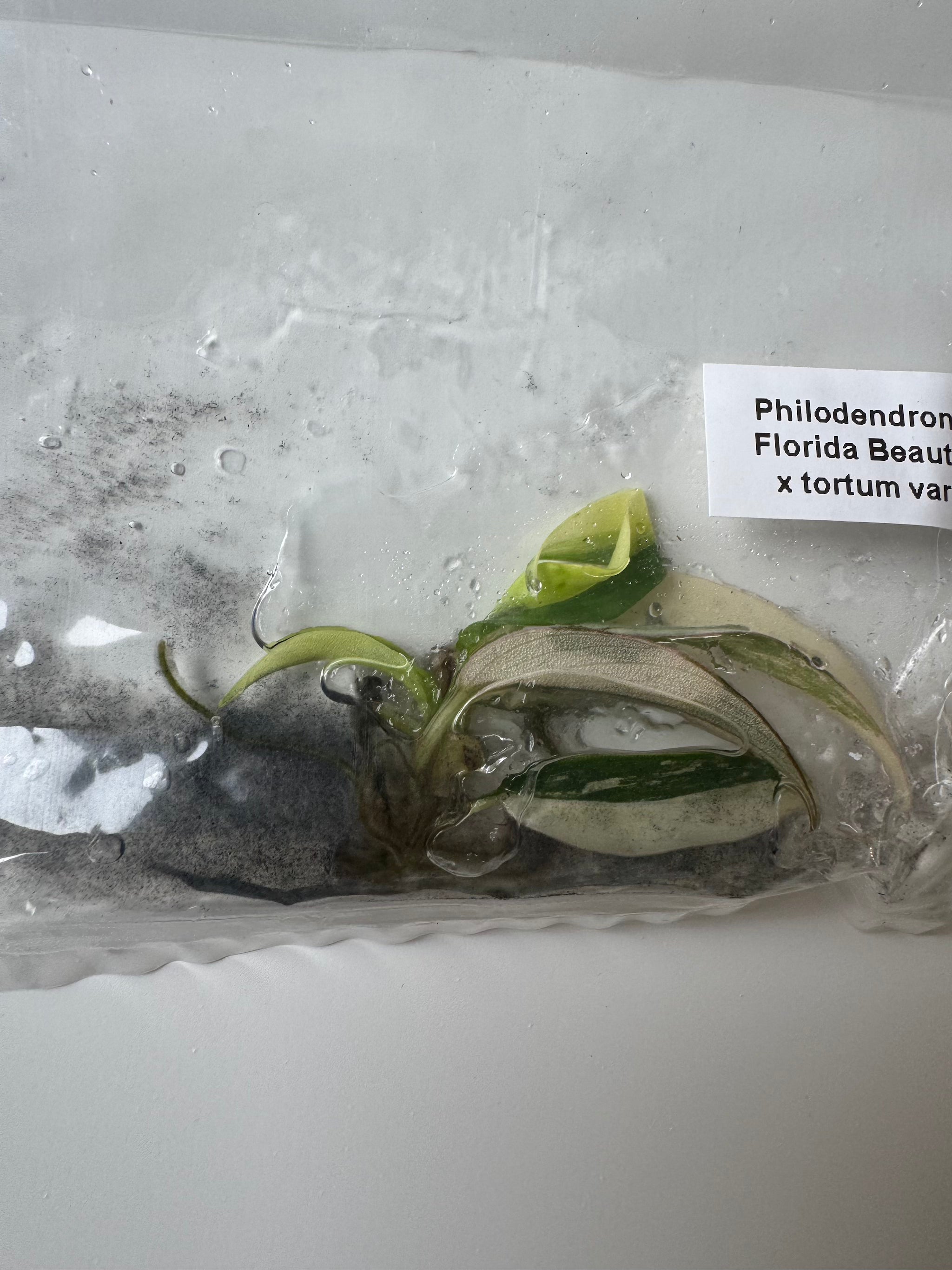 Philodendron Florida Beauty x tortum var
