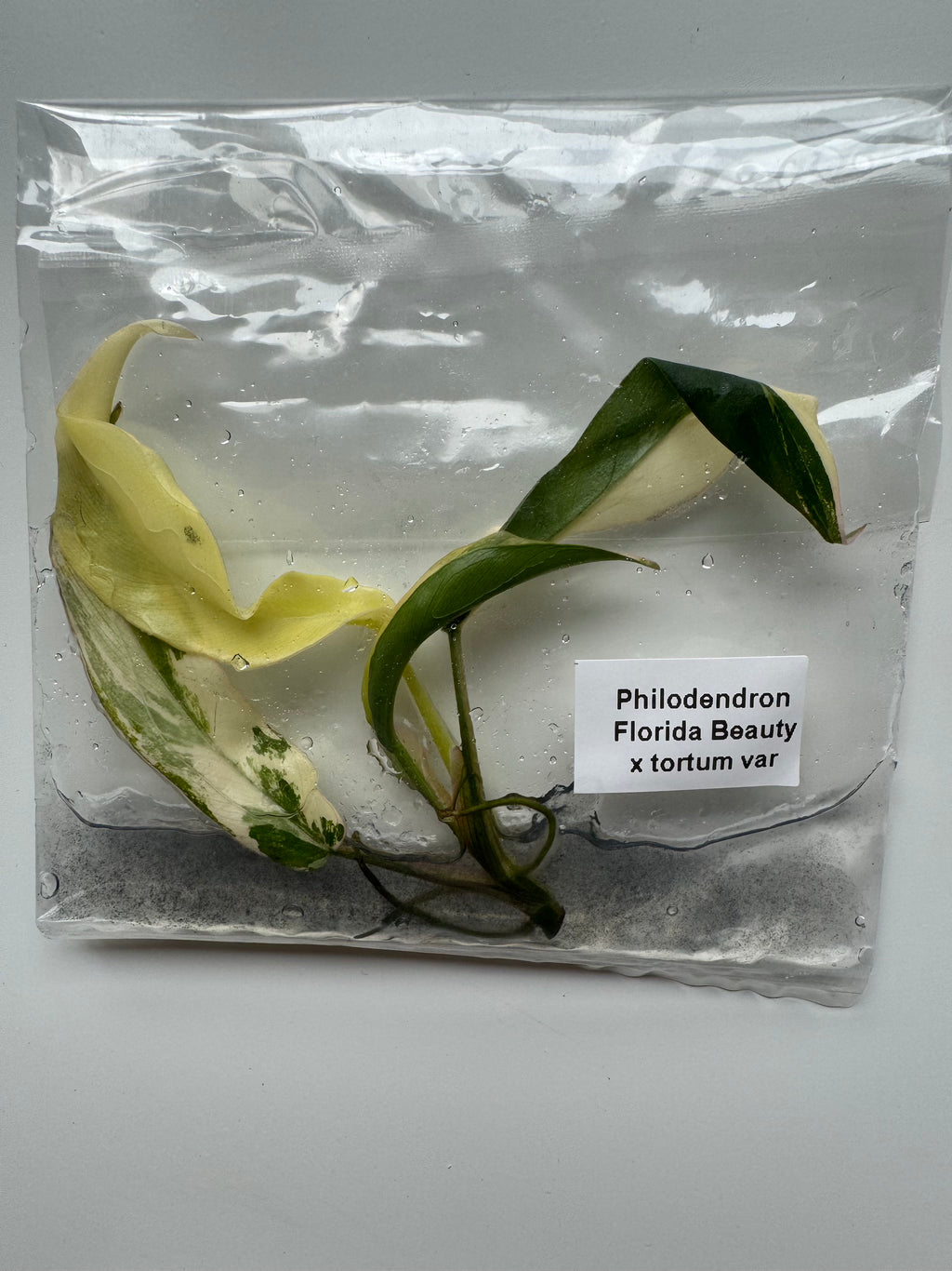 Philodendron Florida Beauty x tortum var