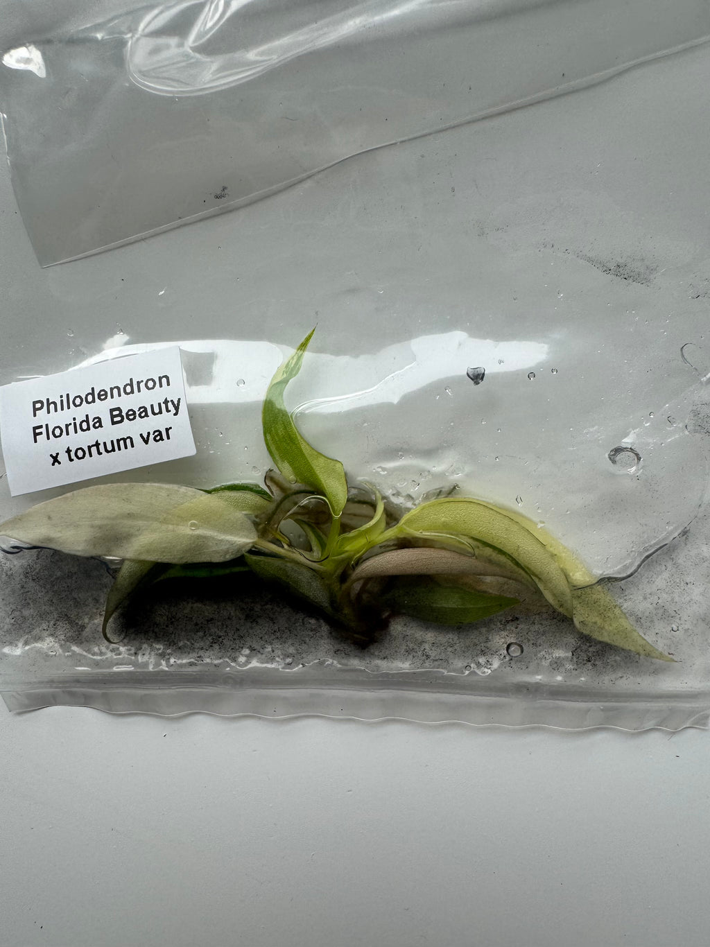 Philodendron Florida Beauty x tortum var