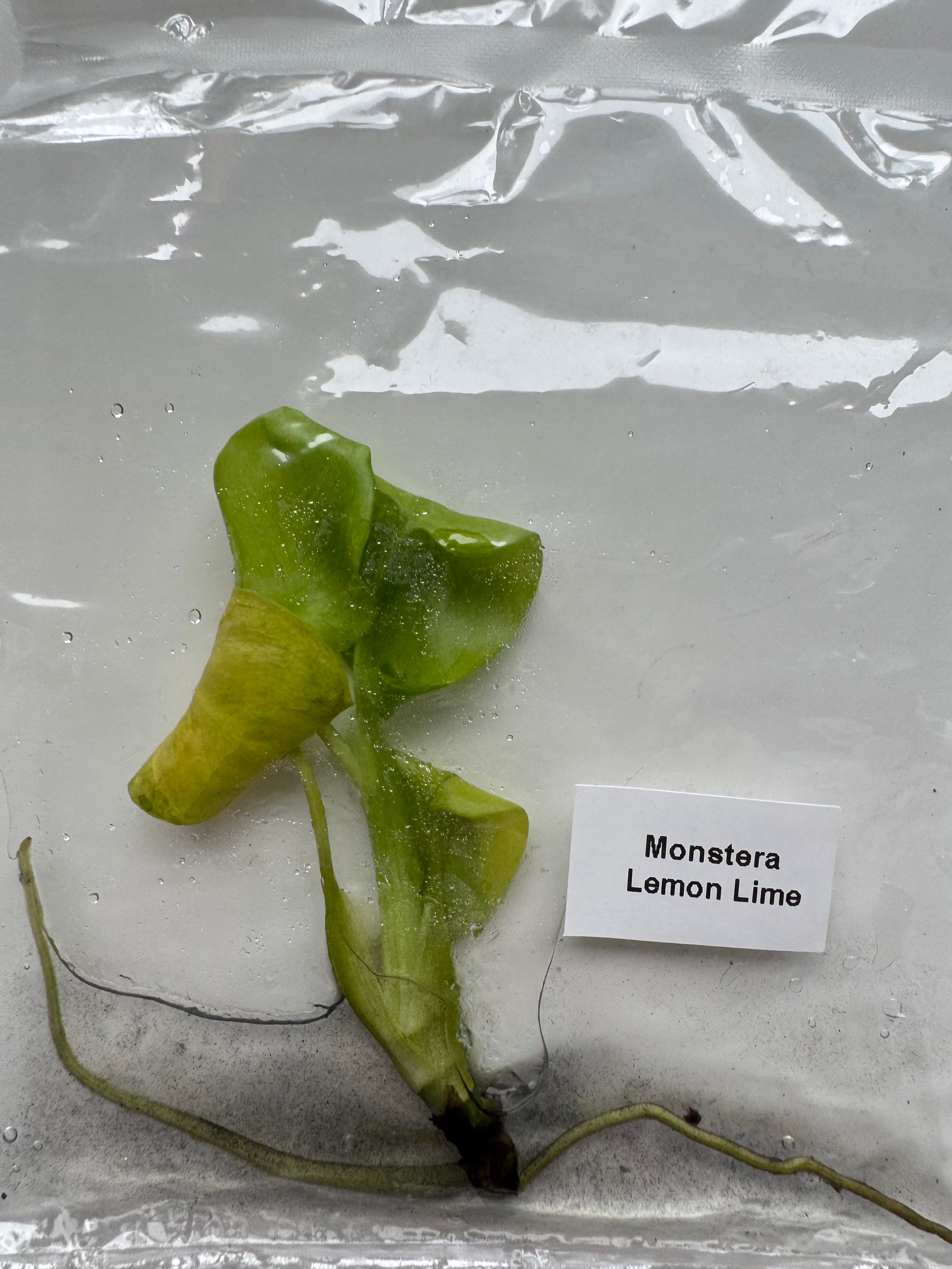 Monstera Lemon Lime