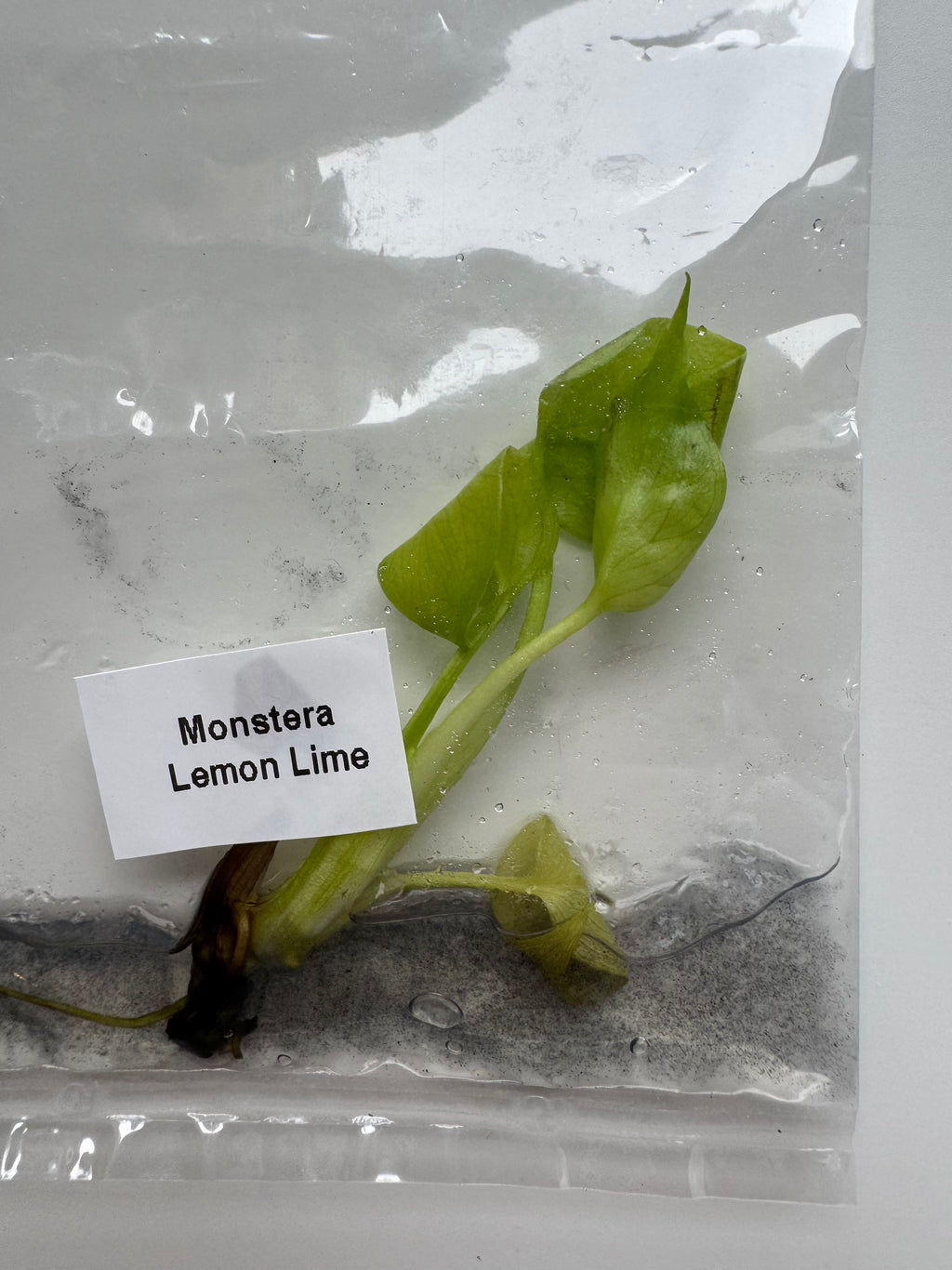Monstera Lemon Lime