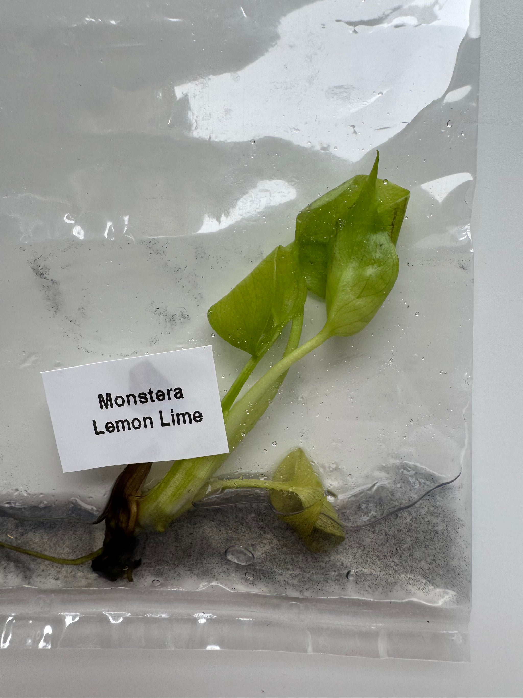 Monstera Lemon Lime