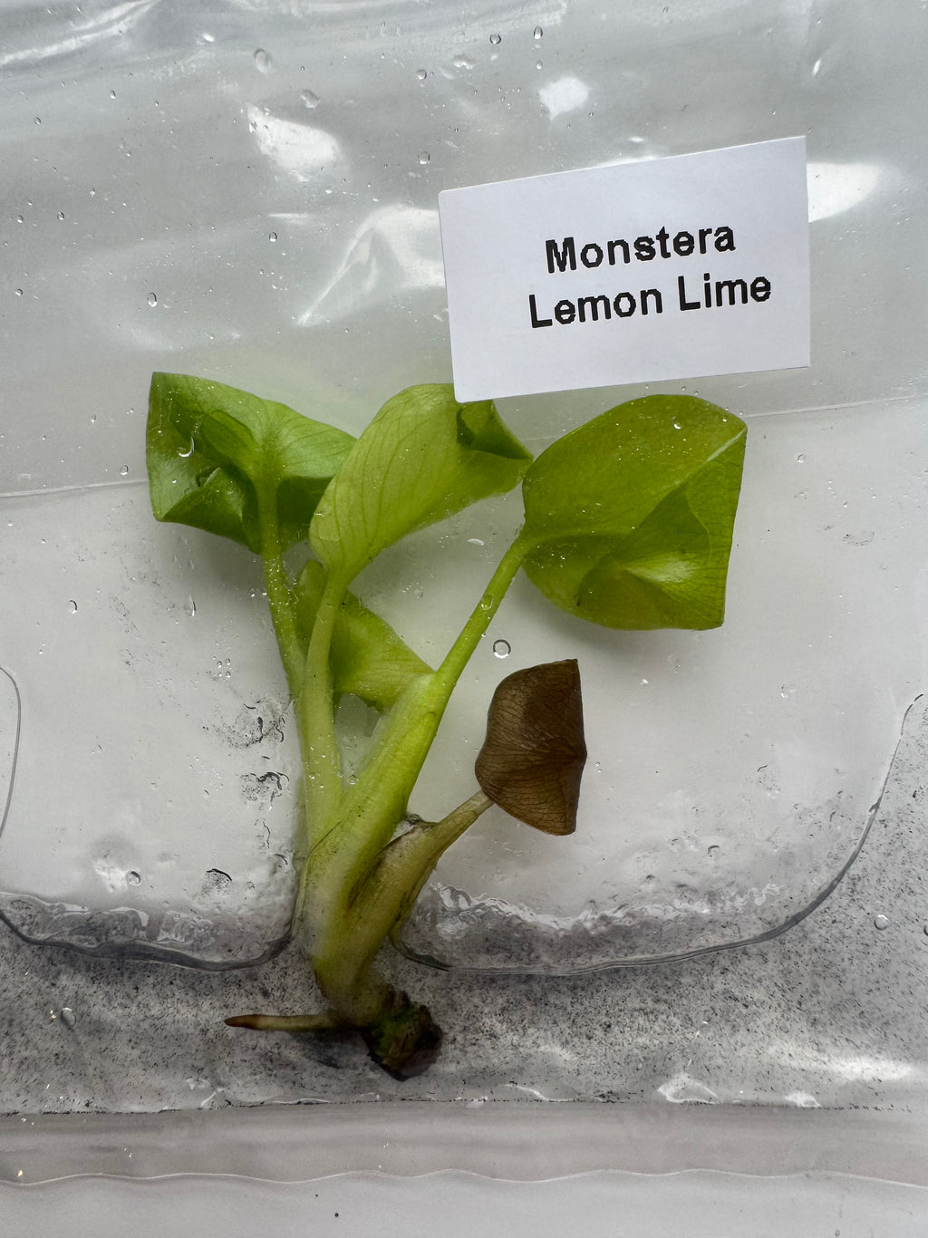 Monstera Lemon Lime