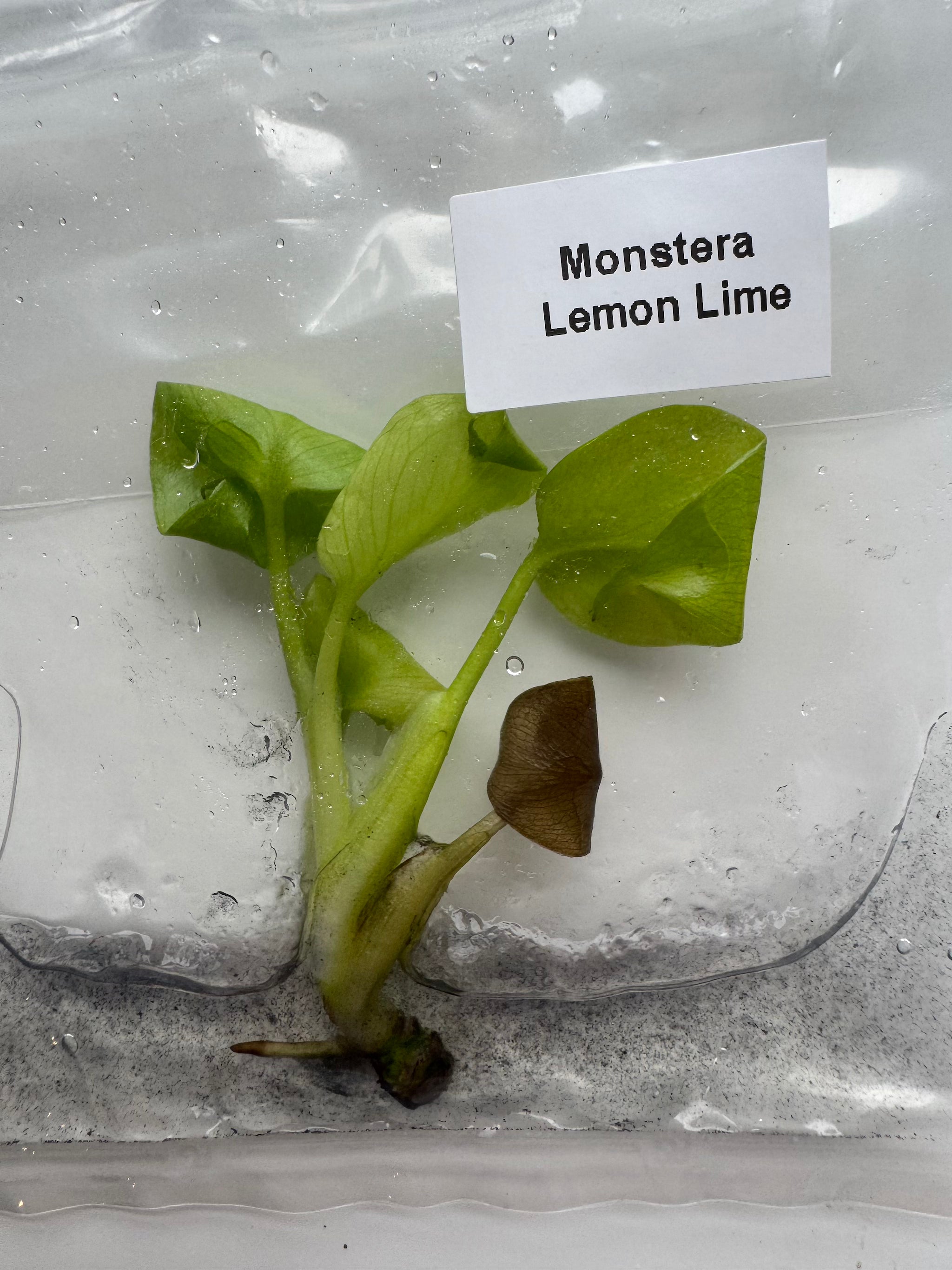 Monstera Lemon Lime