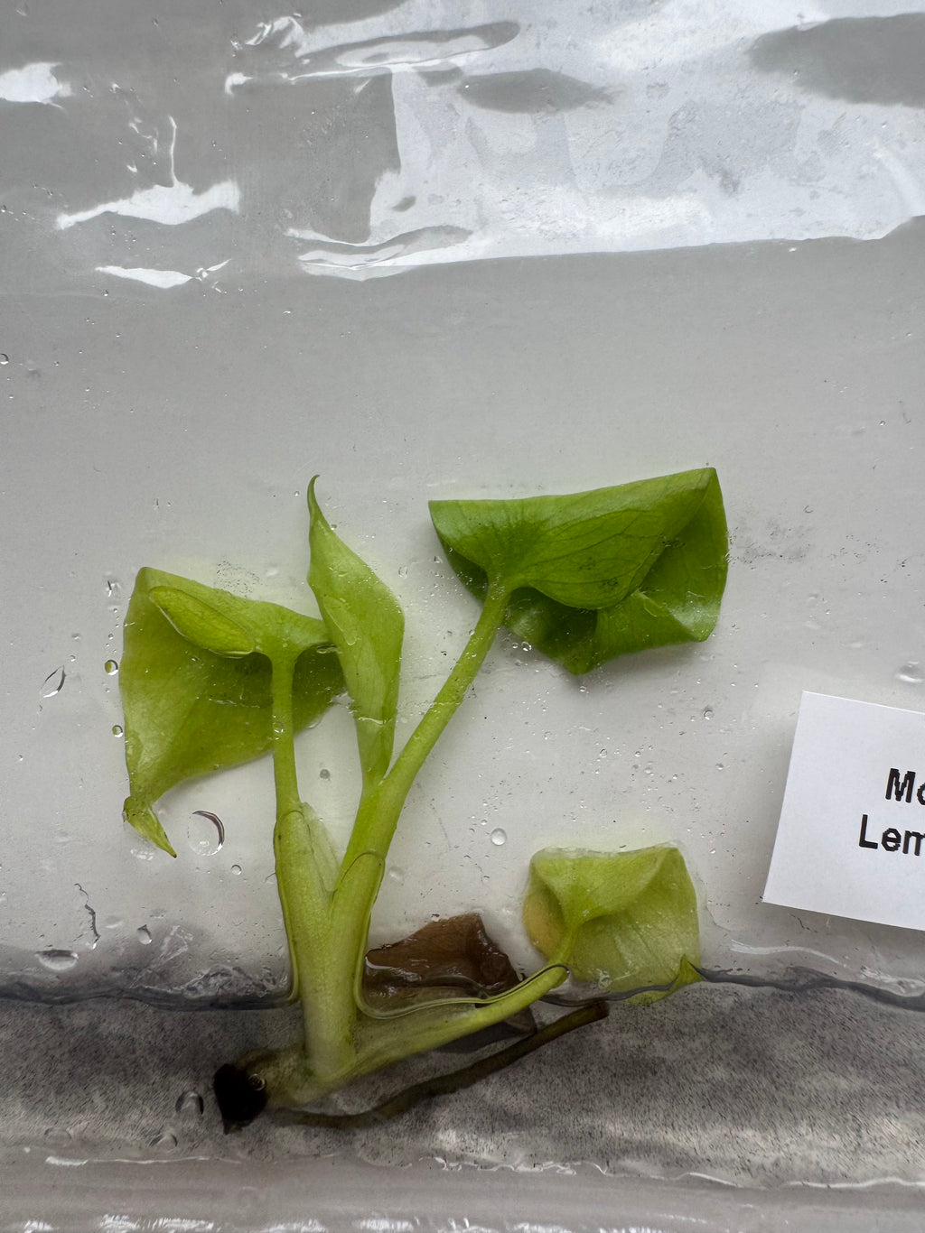 Monstera Lemon Lime