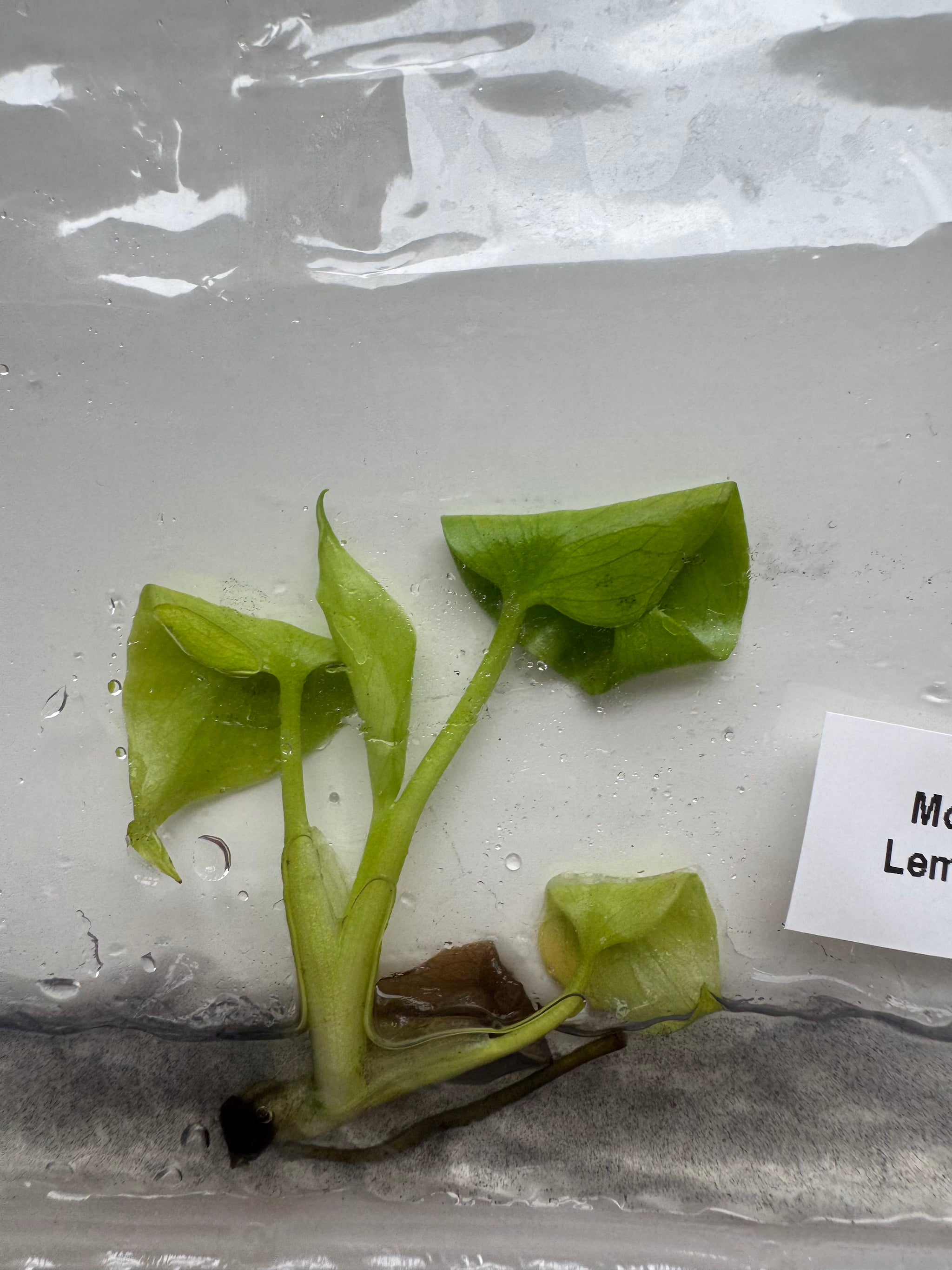 Monstera Lemon Lime