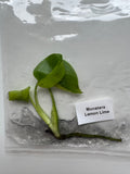 Monstera Lemon Lime