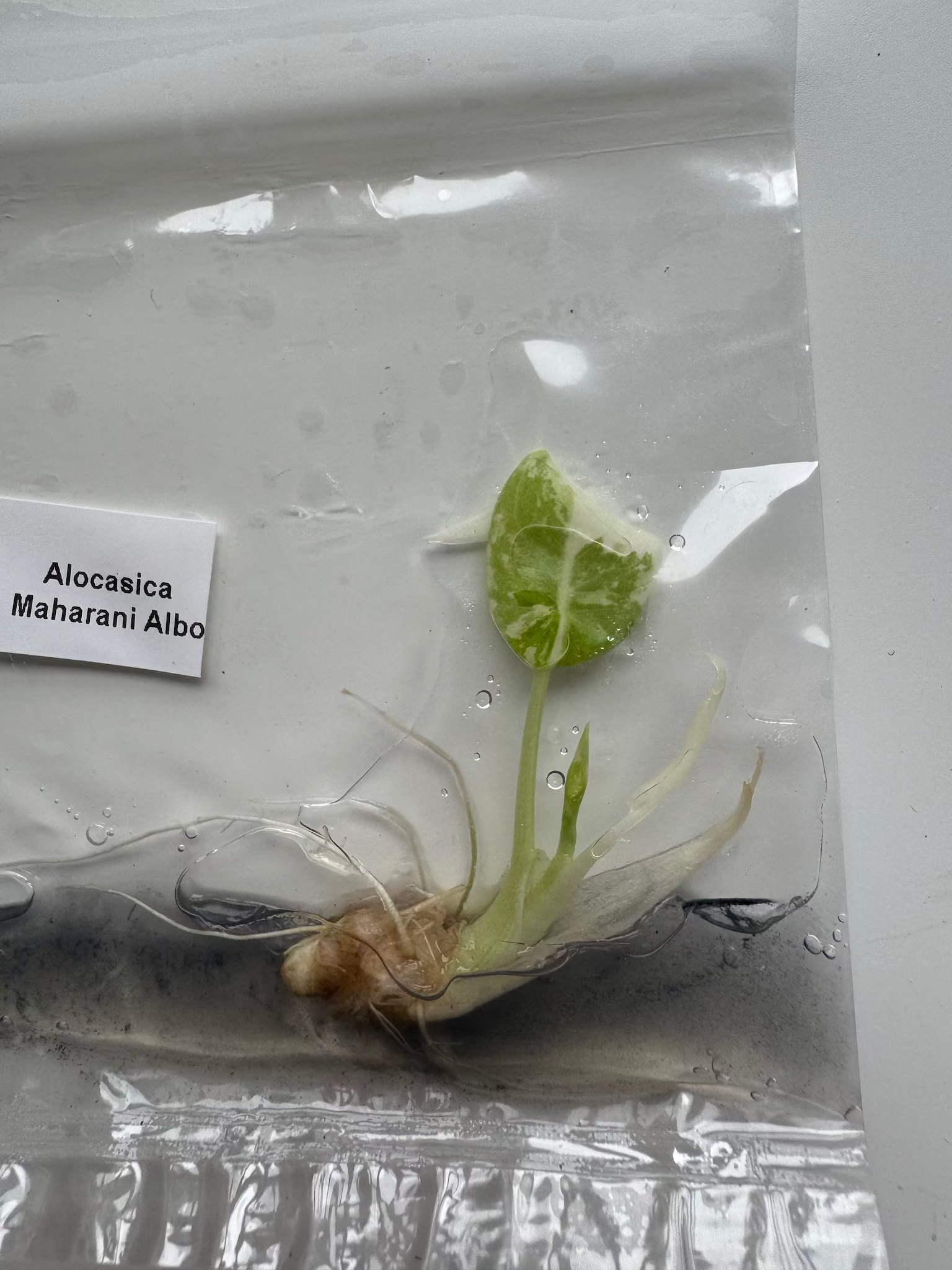 Alocasia Maharani Albo