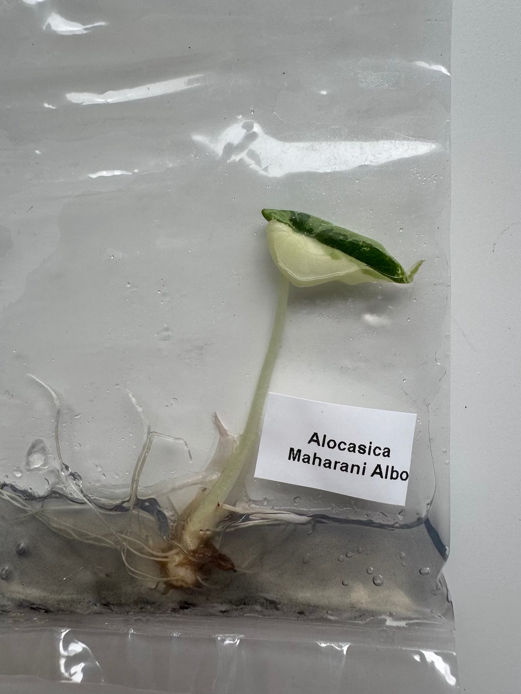 Alocasia Maharani Albo