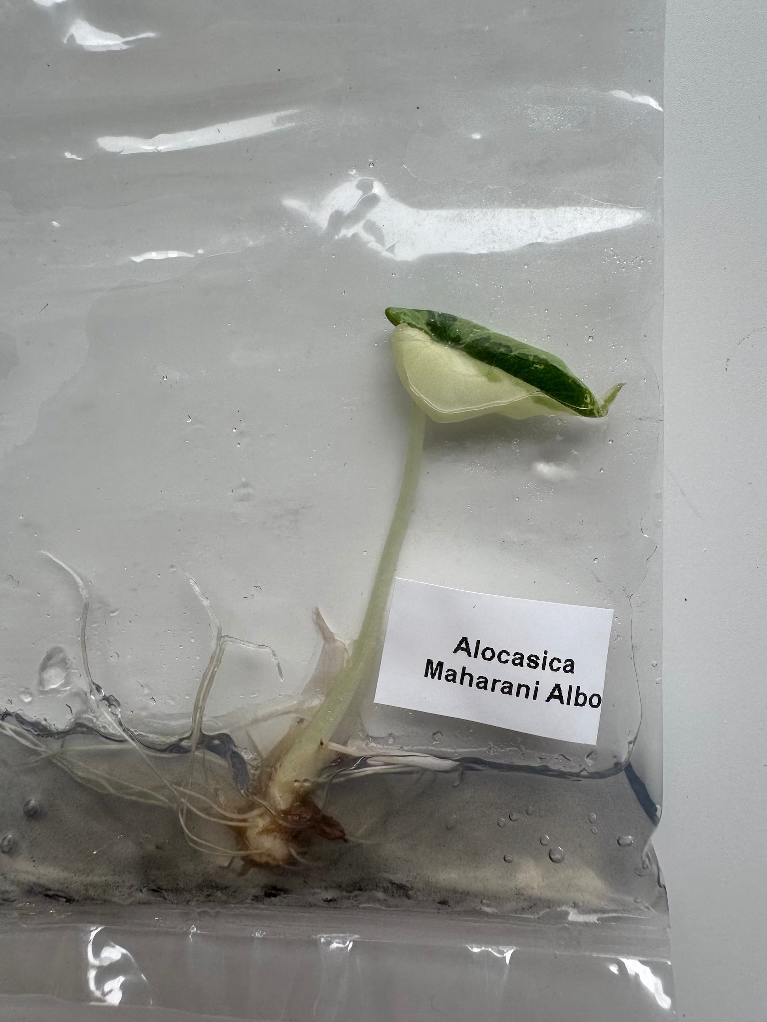 Alocasia Maharani Albo