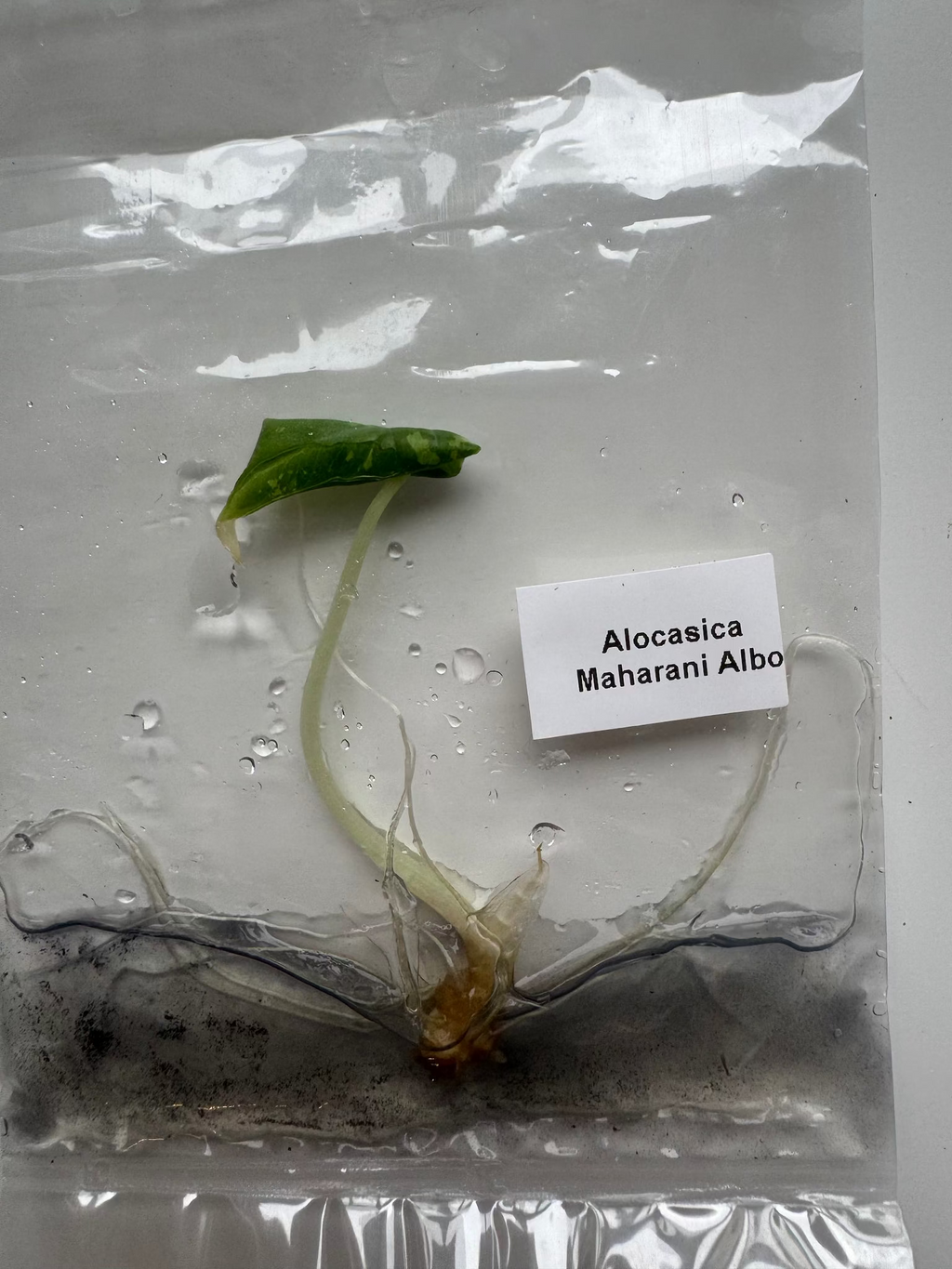 Alocasia Maharani Albo
