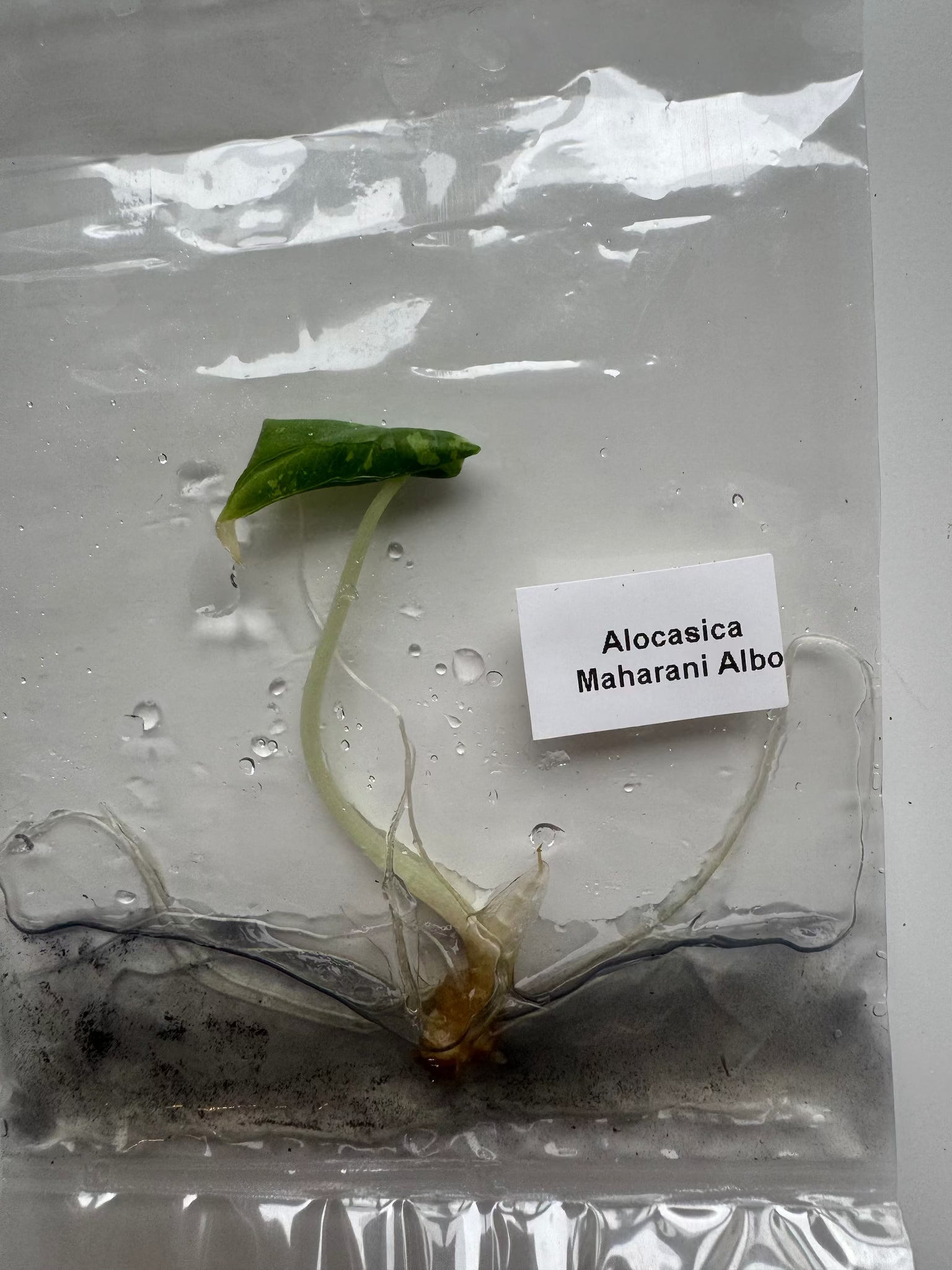 Alocasia Maharani Albo