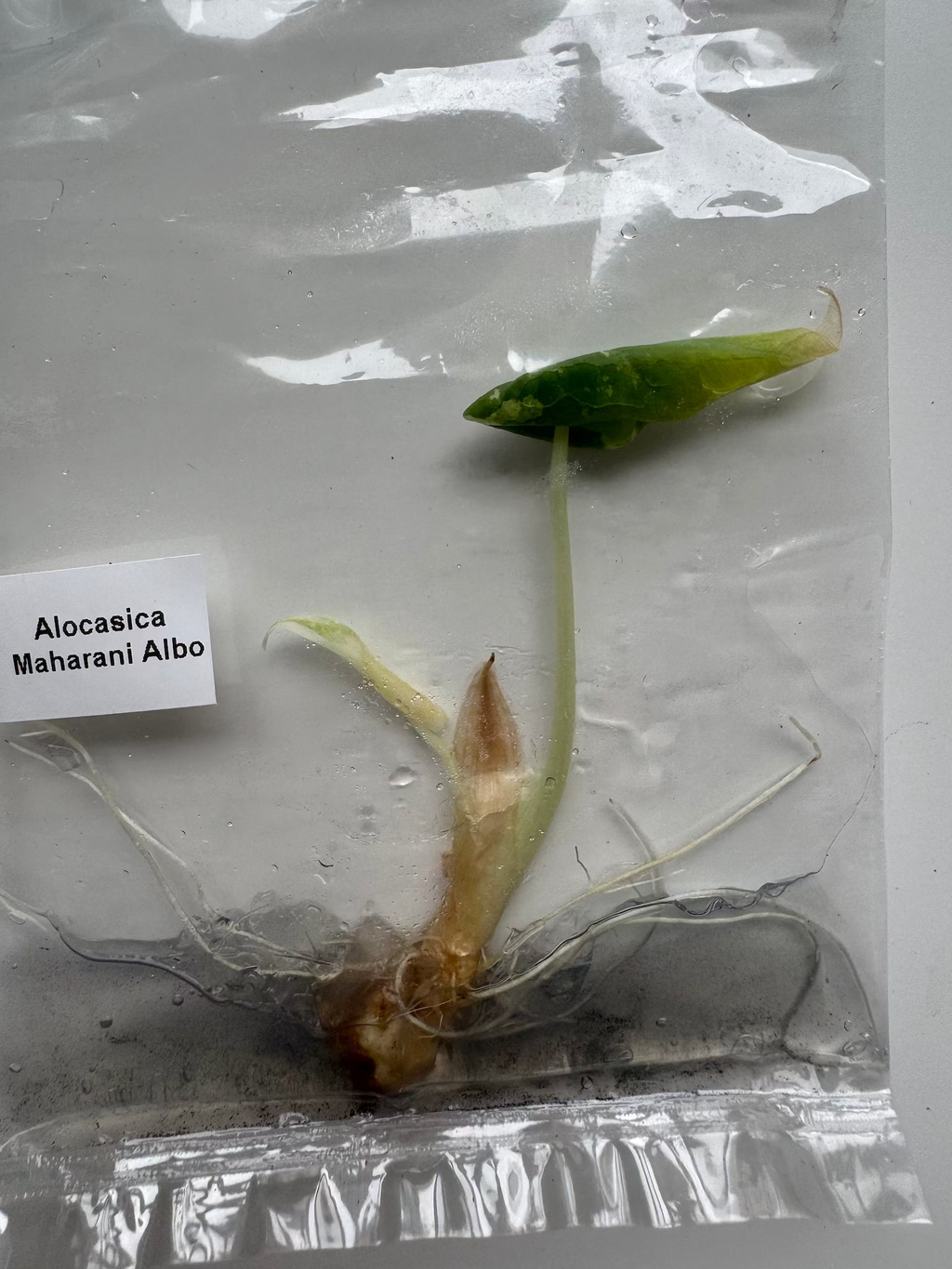 Alocasia Maharani Albo