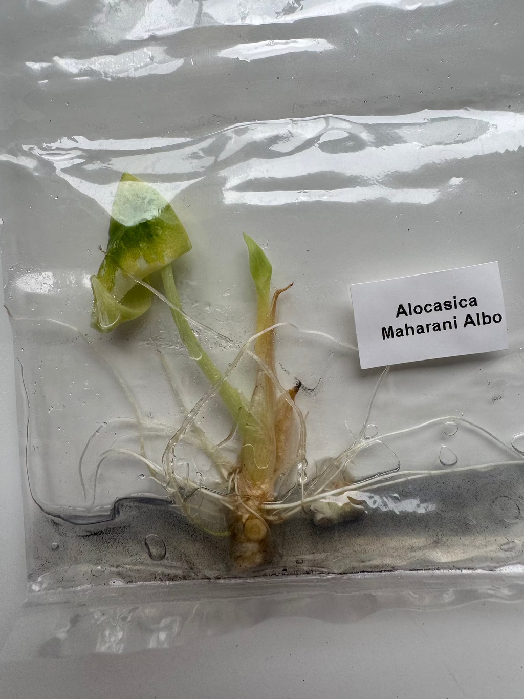 Alocasia Maharani Albo