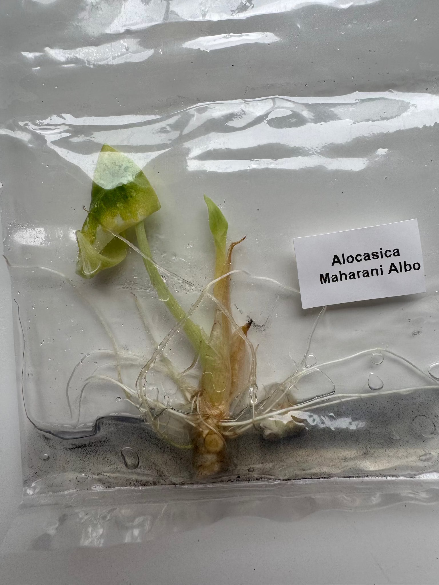 Alocasia Maharani Albo