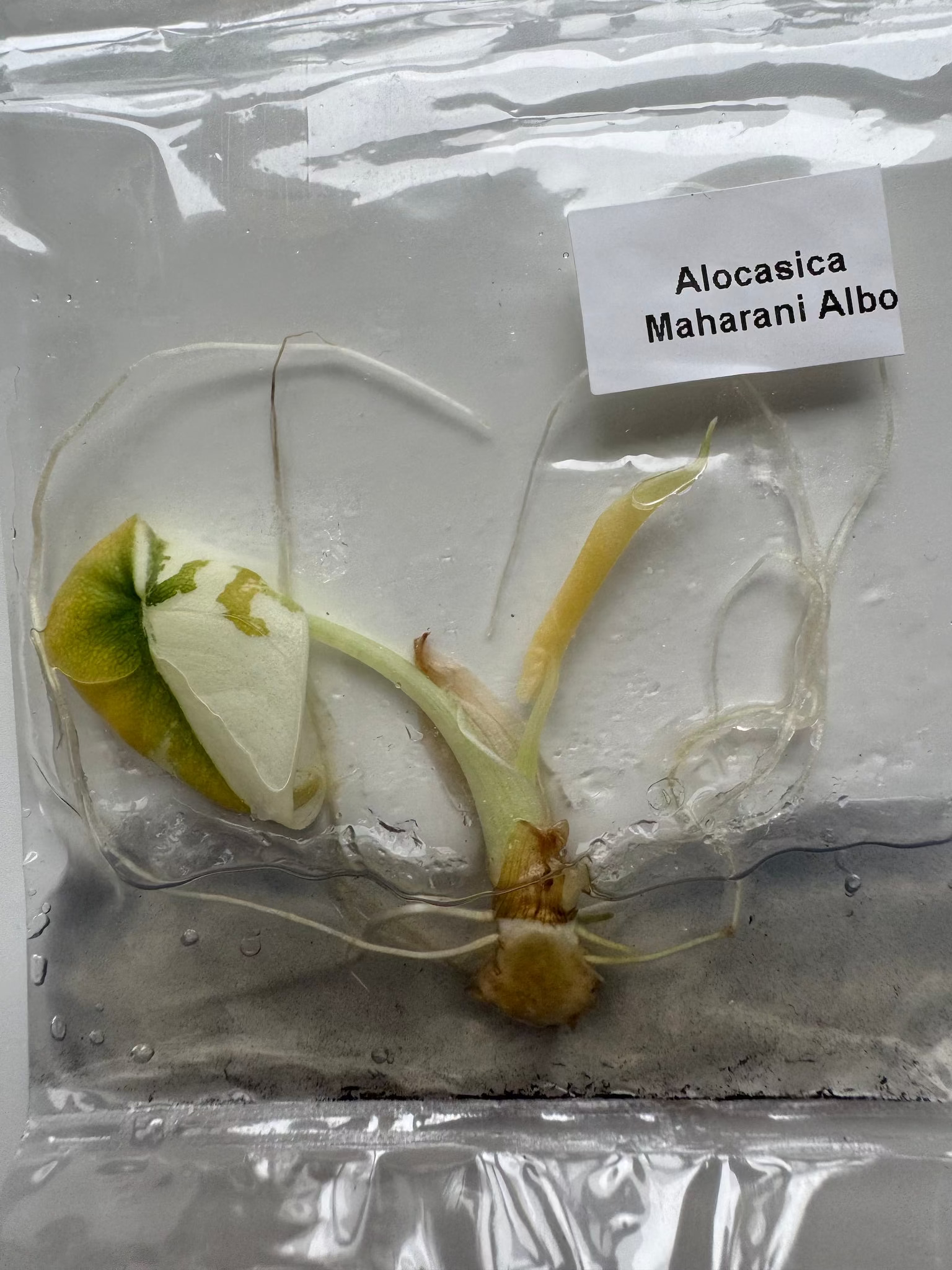 Alocasia Maharani Albo