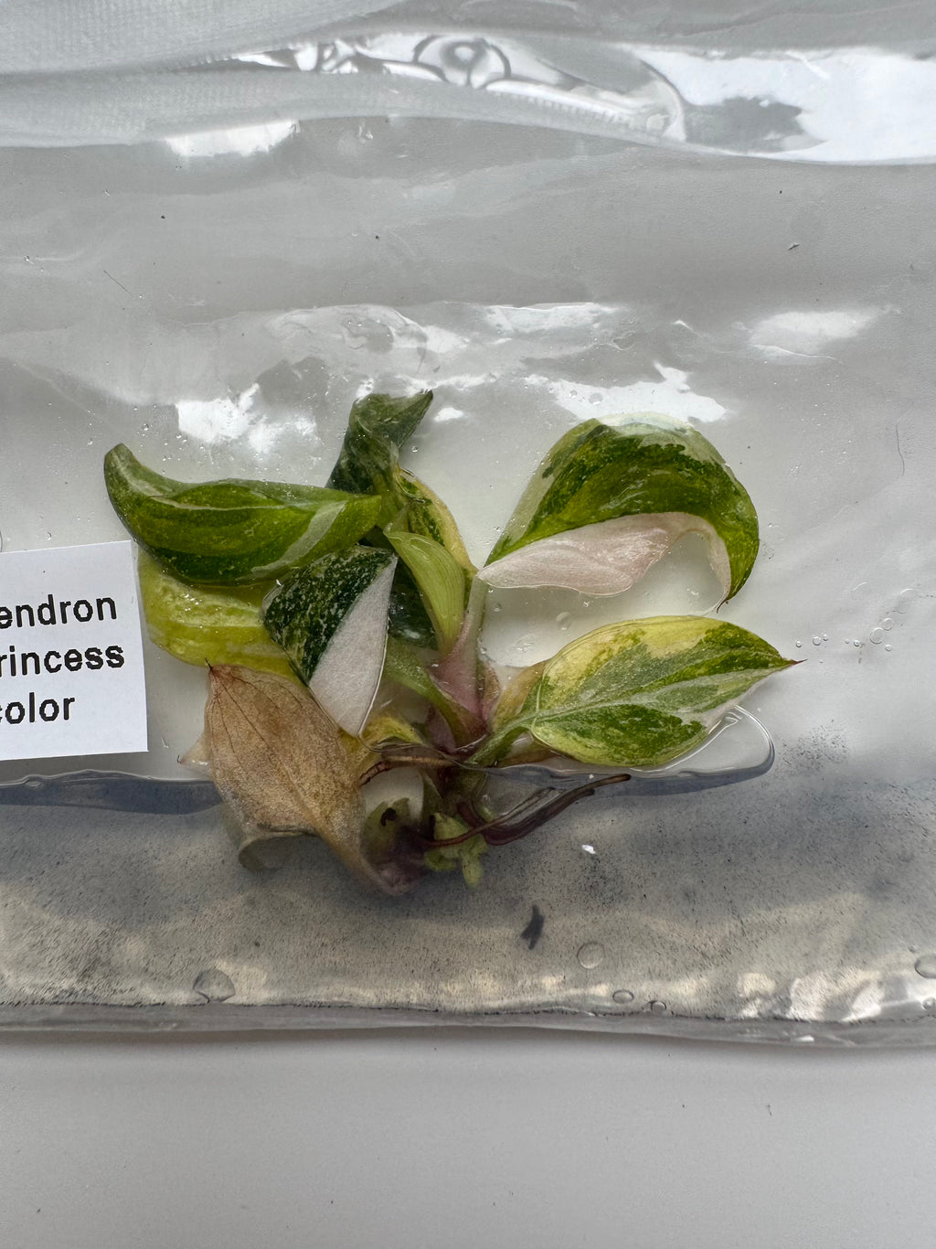 Philodendron Pink Princess Tricolor