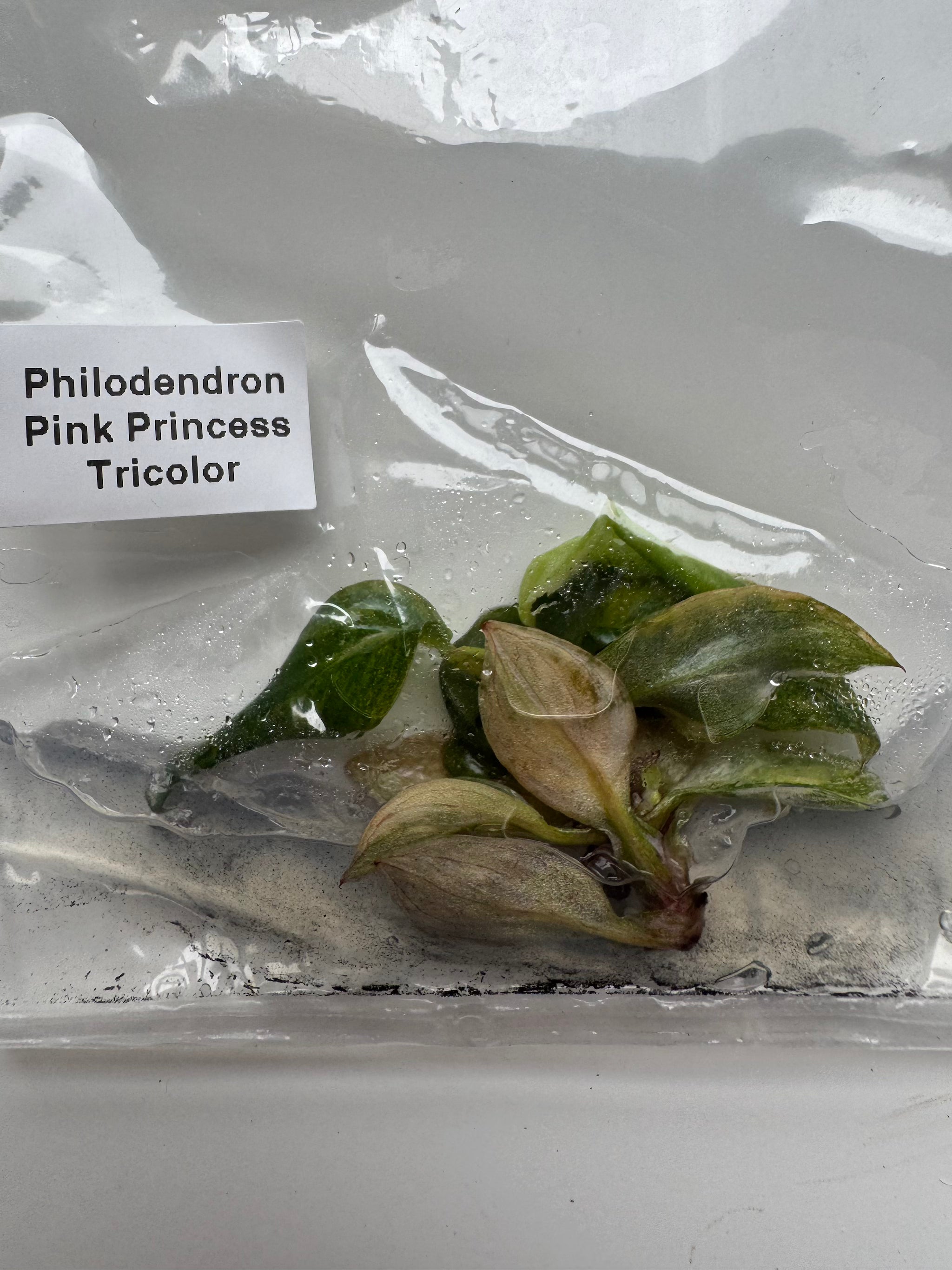 Philodendron Pink Princess Tricolor
