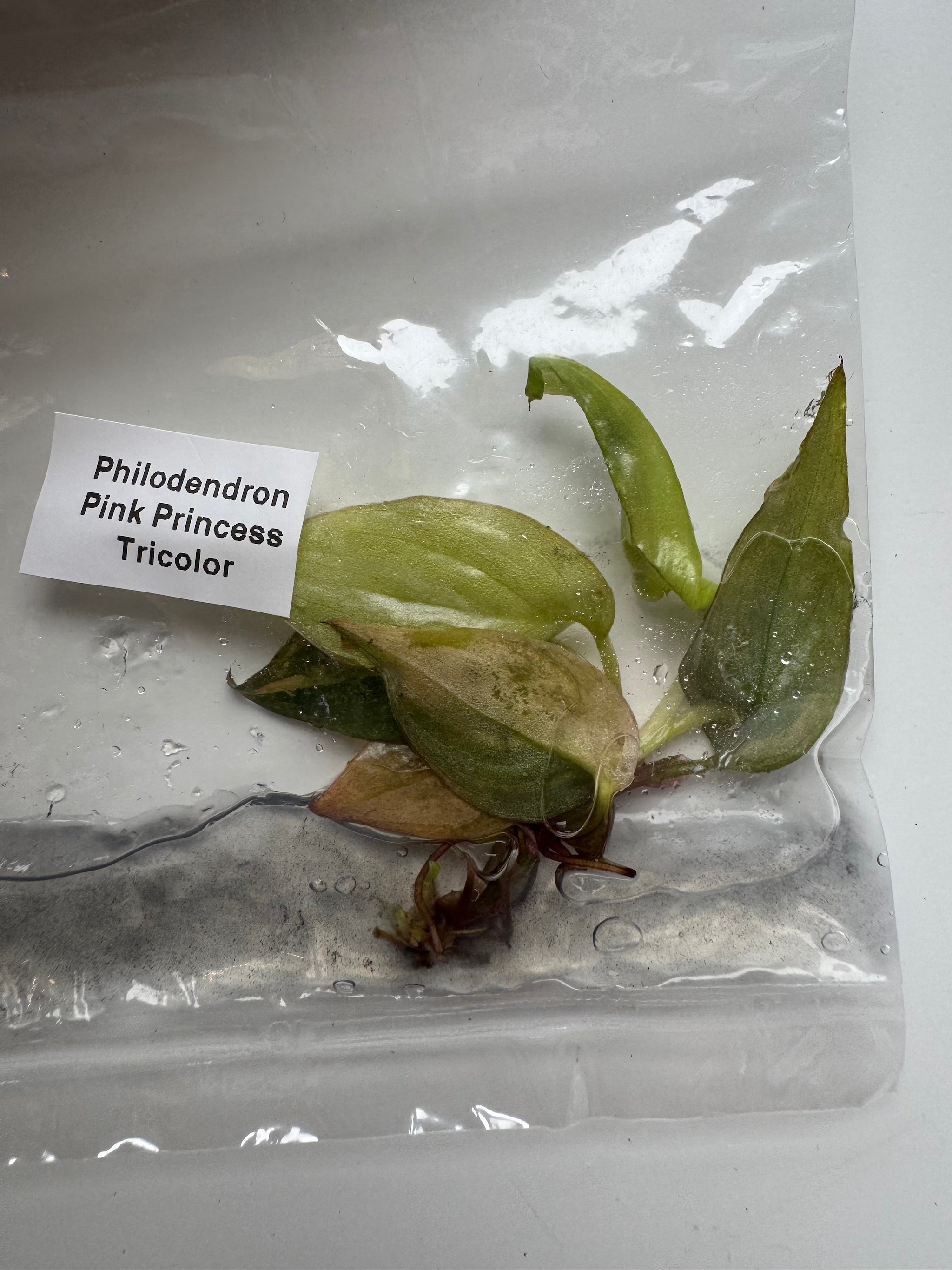 Philodendron Pink Princess Tricolor