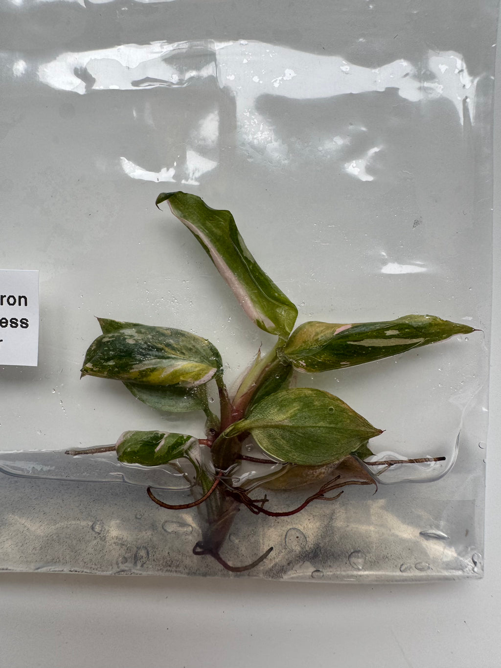 Philodendron Pink Princess Tricolor
