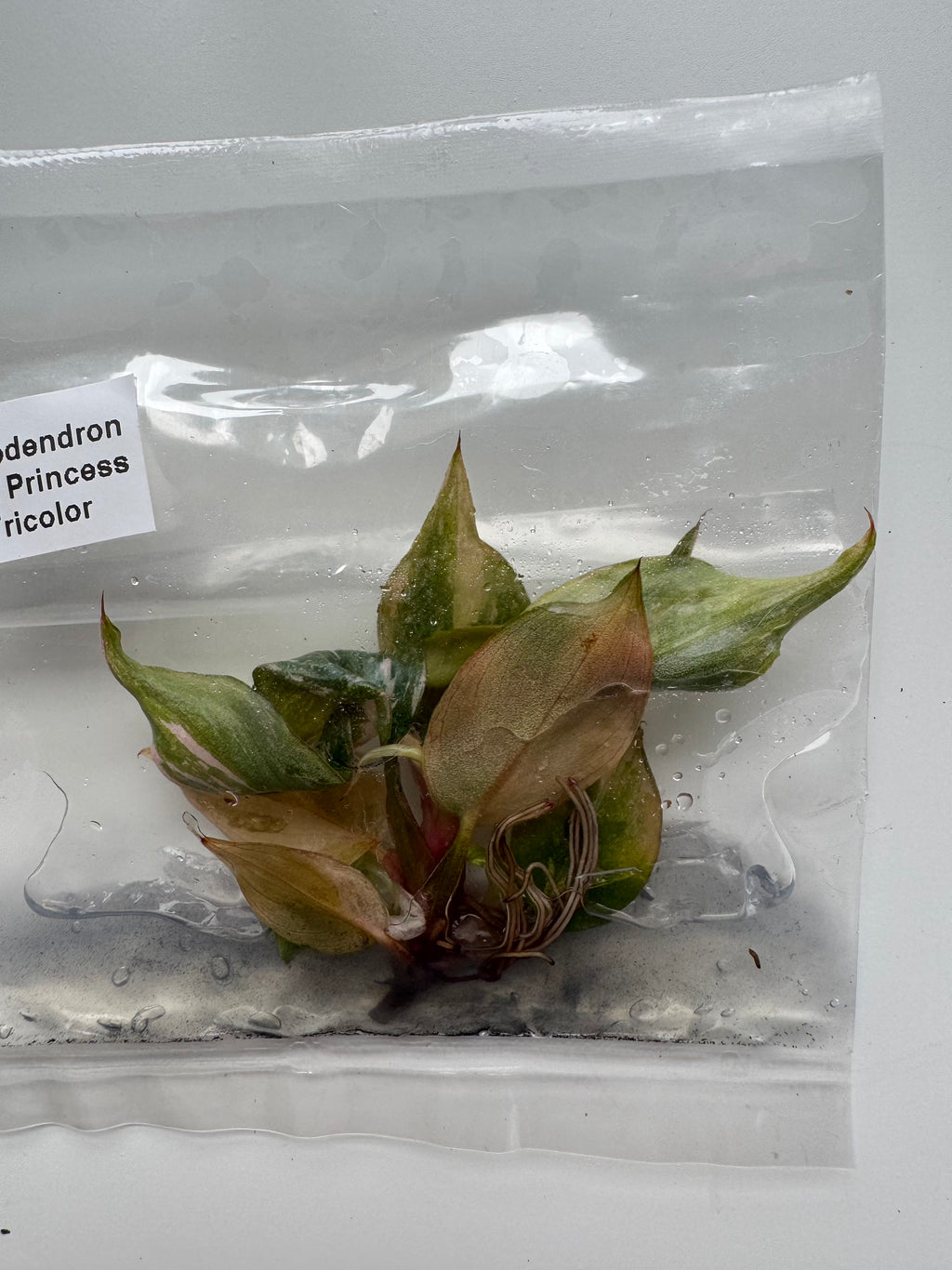 Philodendron Pink Princess Tricolor