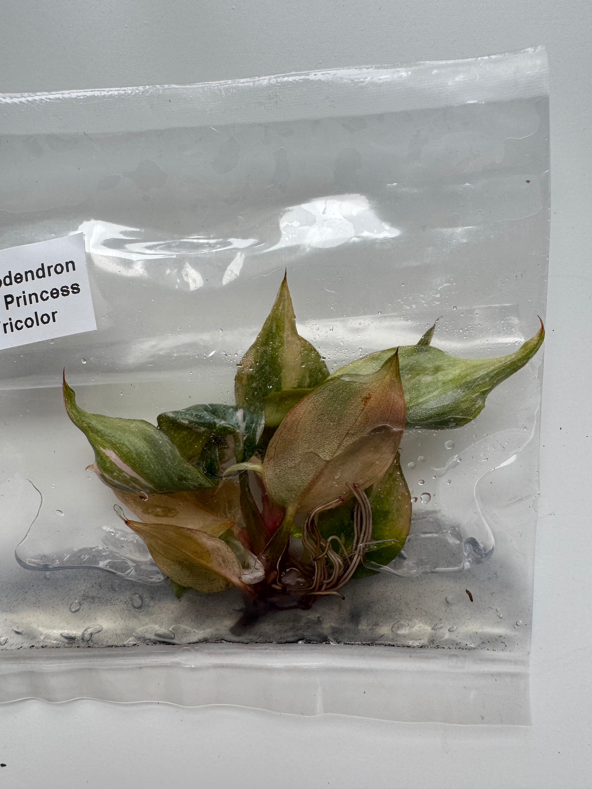 Philodendron Pink Princess Tricolor