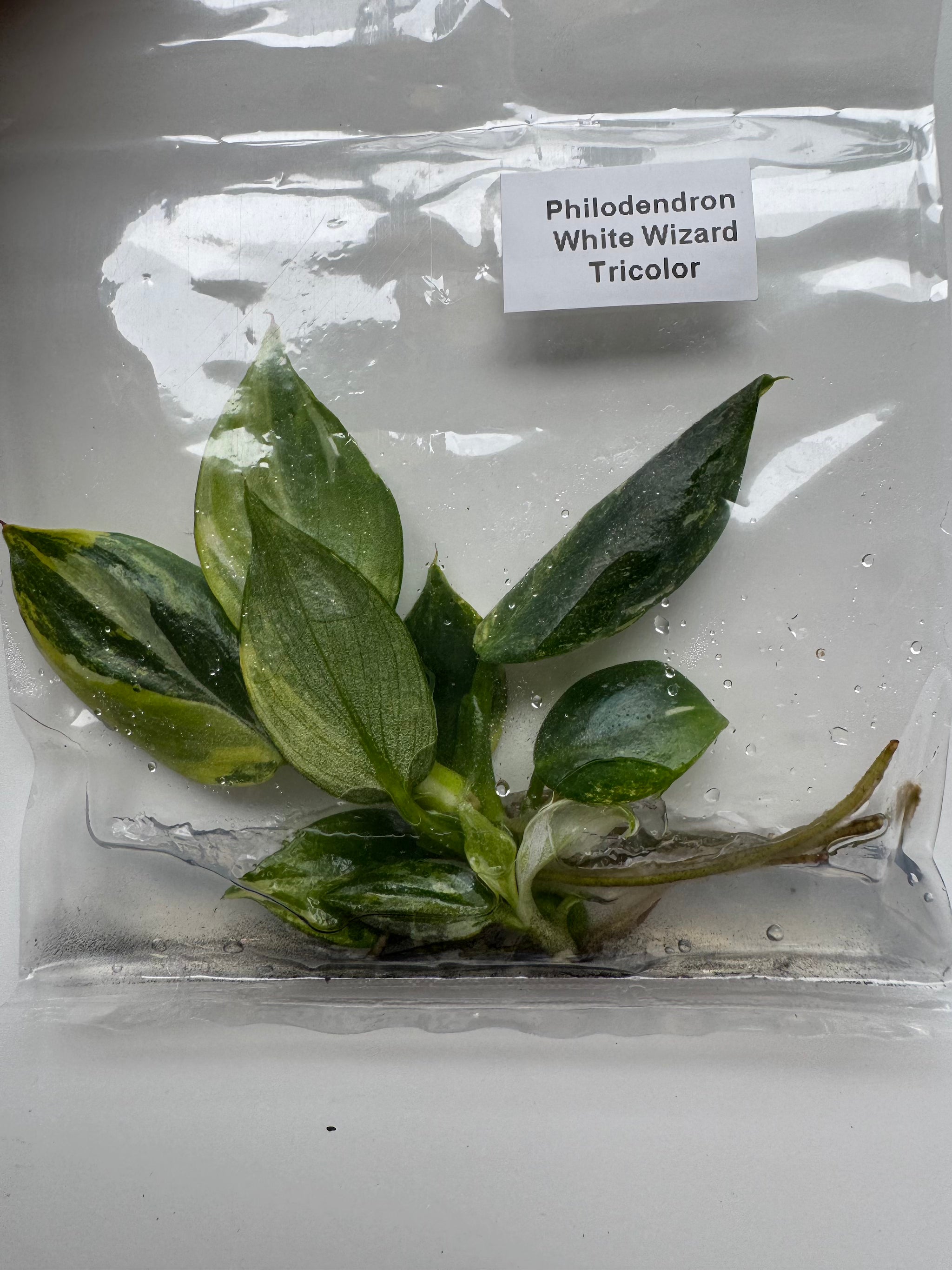 Philodendron White Wizard Tricolor