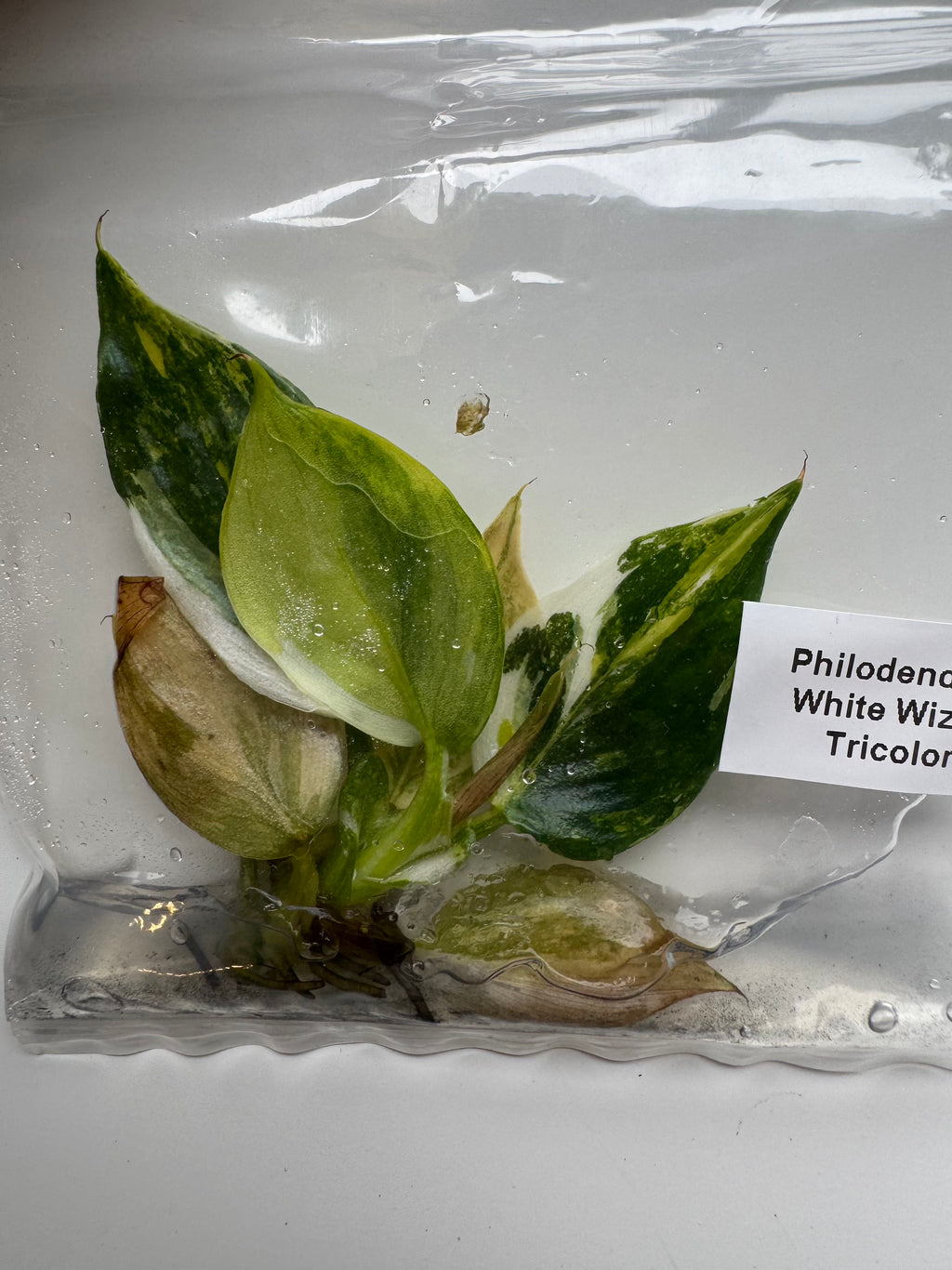 Philodendron White Wizard Tricolor