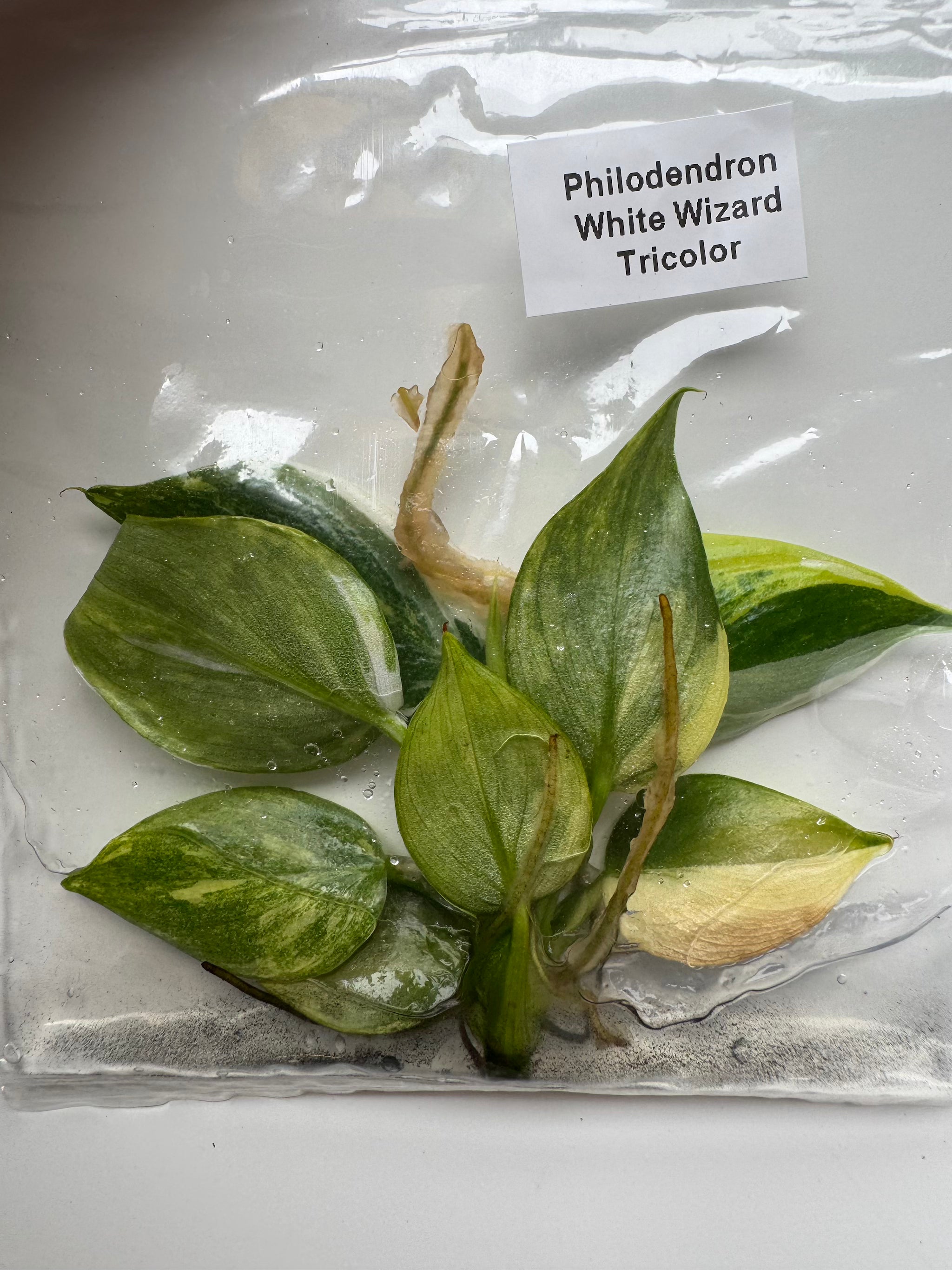 Philodendron White Wizard Tricolor