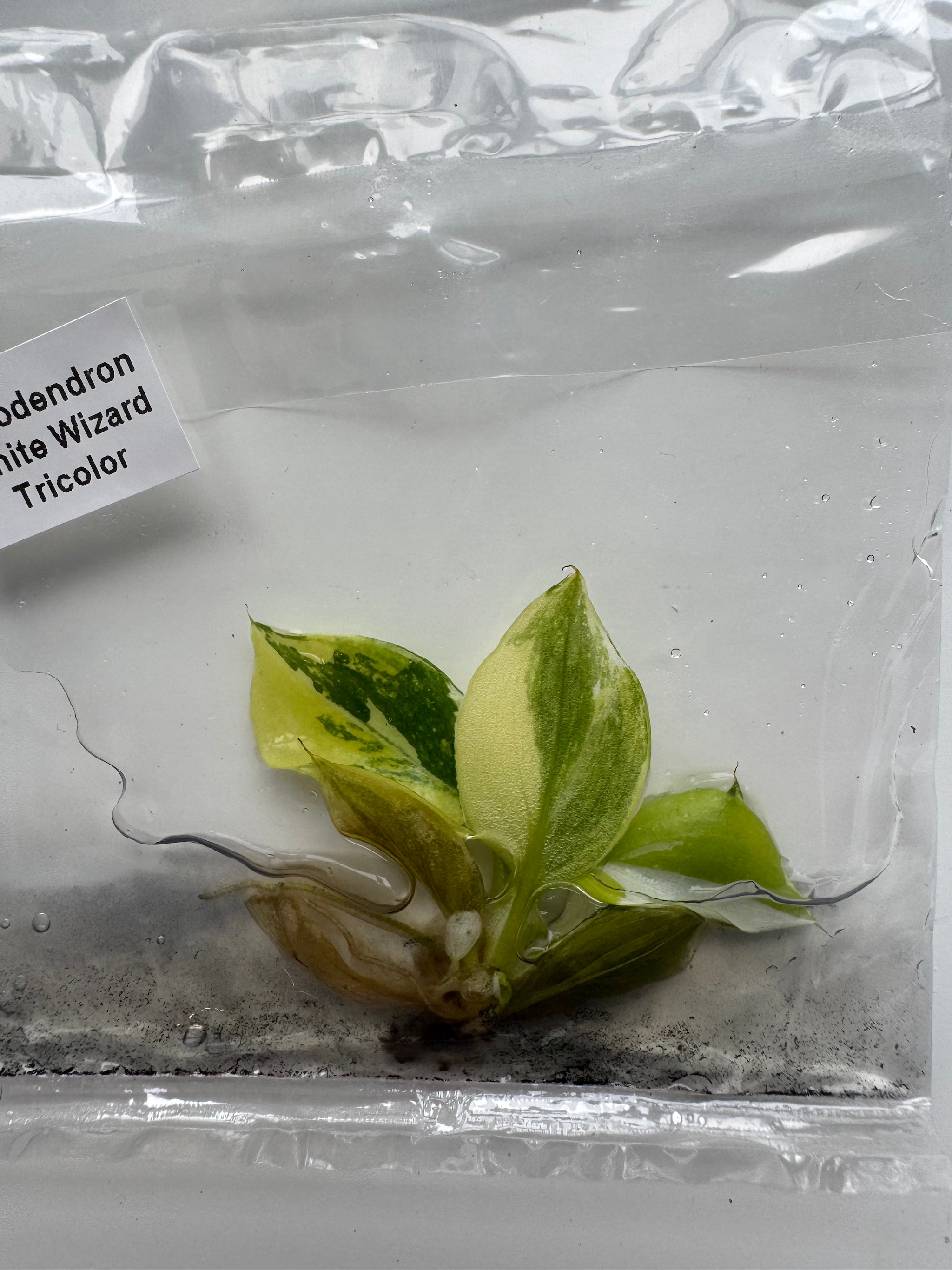 Philodendron White Wizard Tricolor