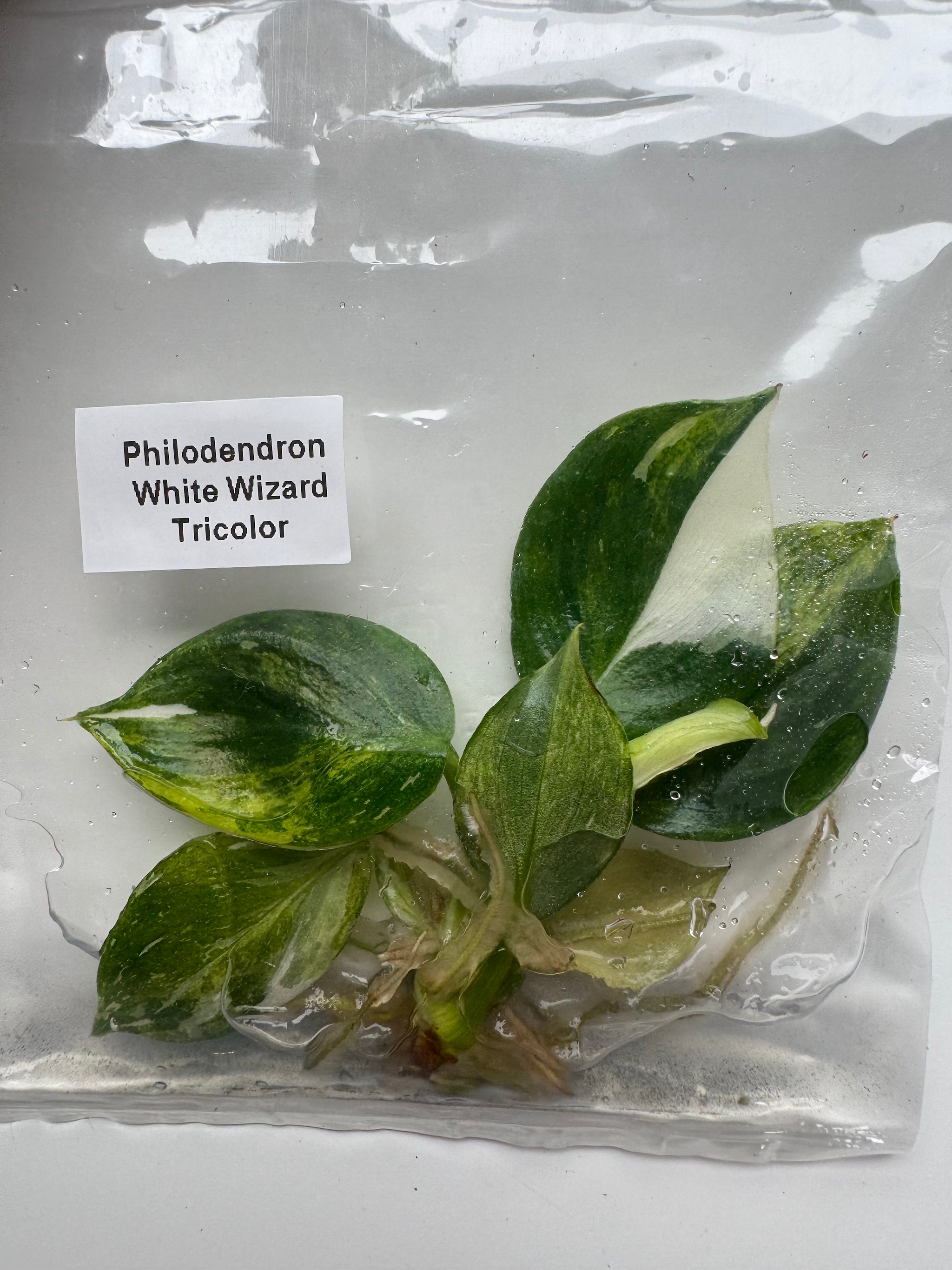 Philodendron White Wizard Tricolor