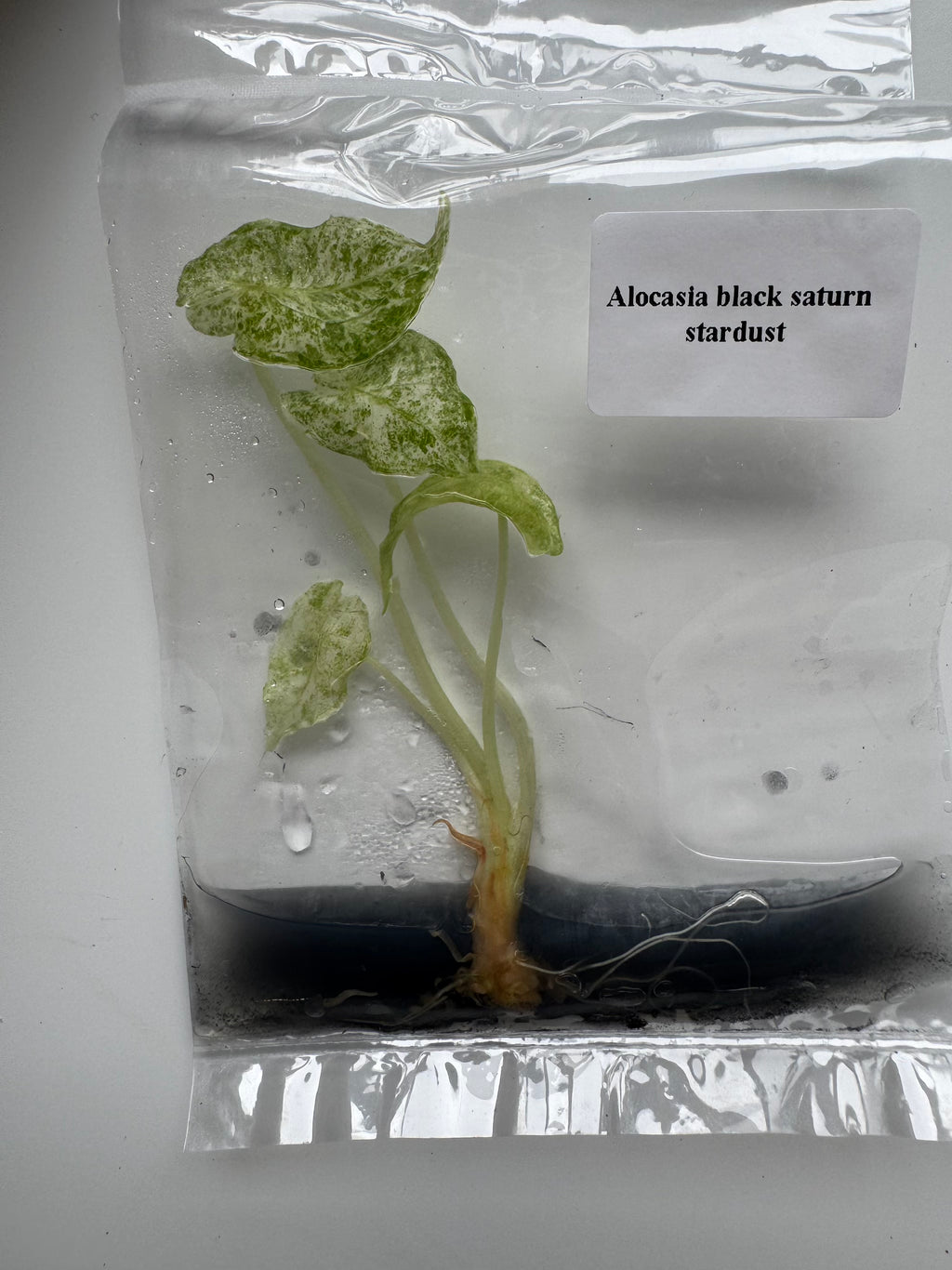 Alocasia Black Saturn Stardust