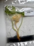 Alocasia Black Saturn Stardust