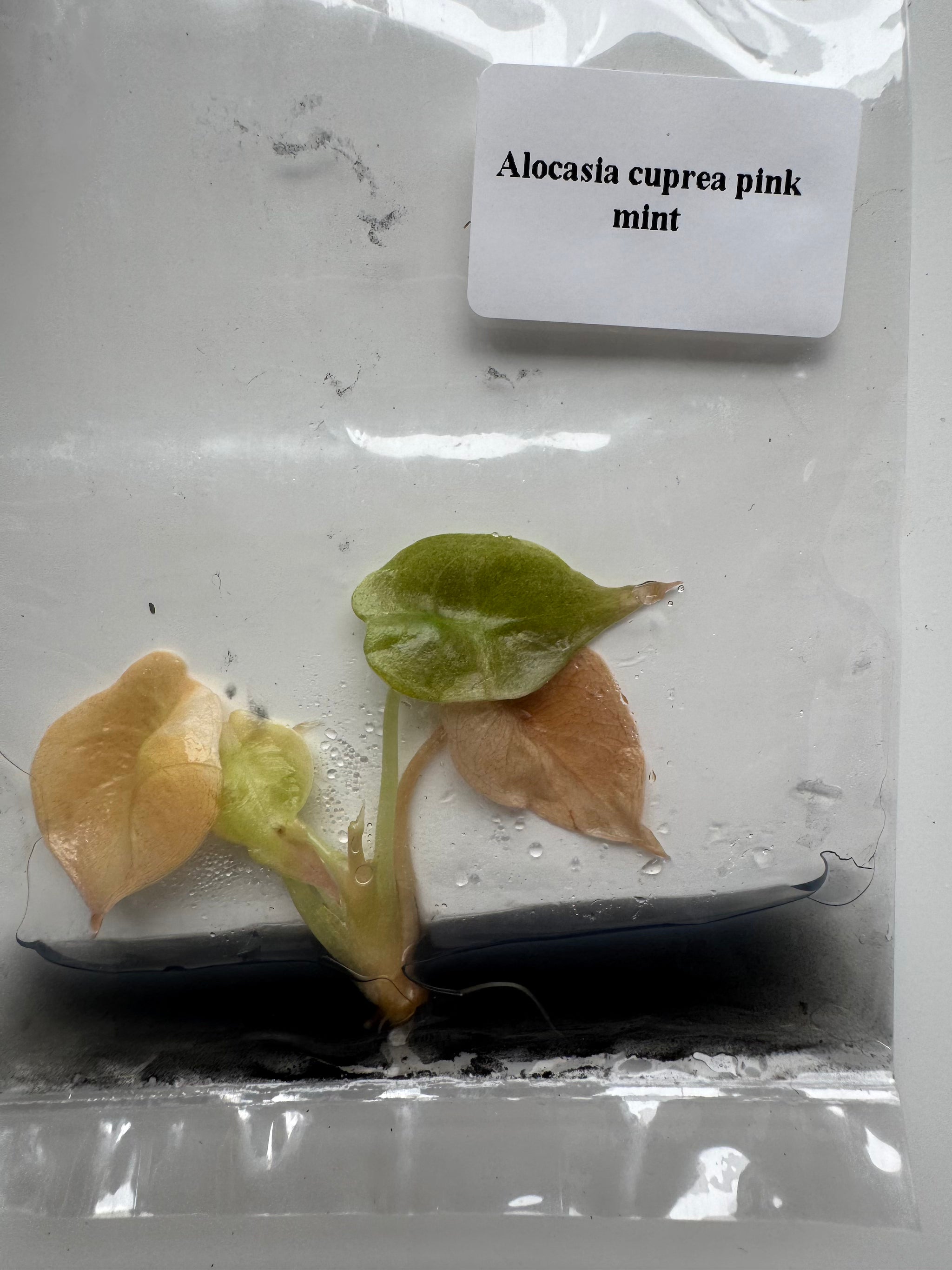 Alocasia Cuprea Pink Mint