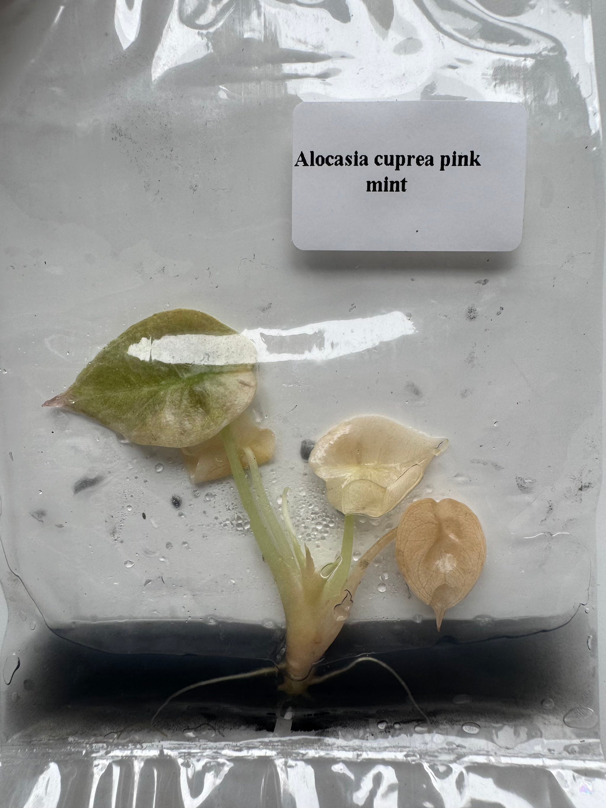 Alocasia Cuprea Pink Mint