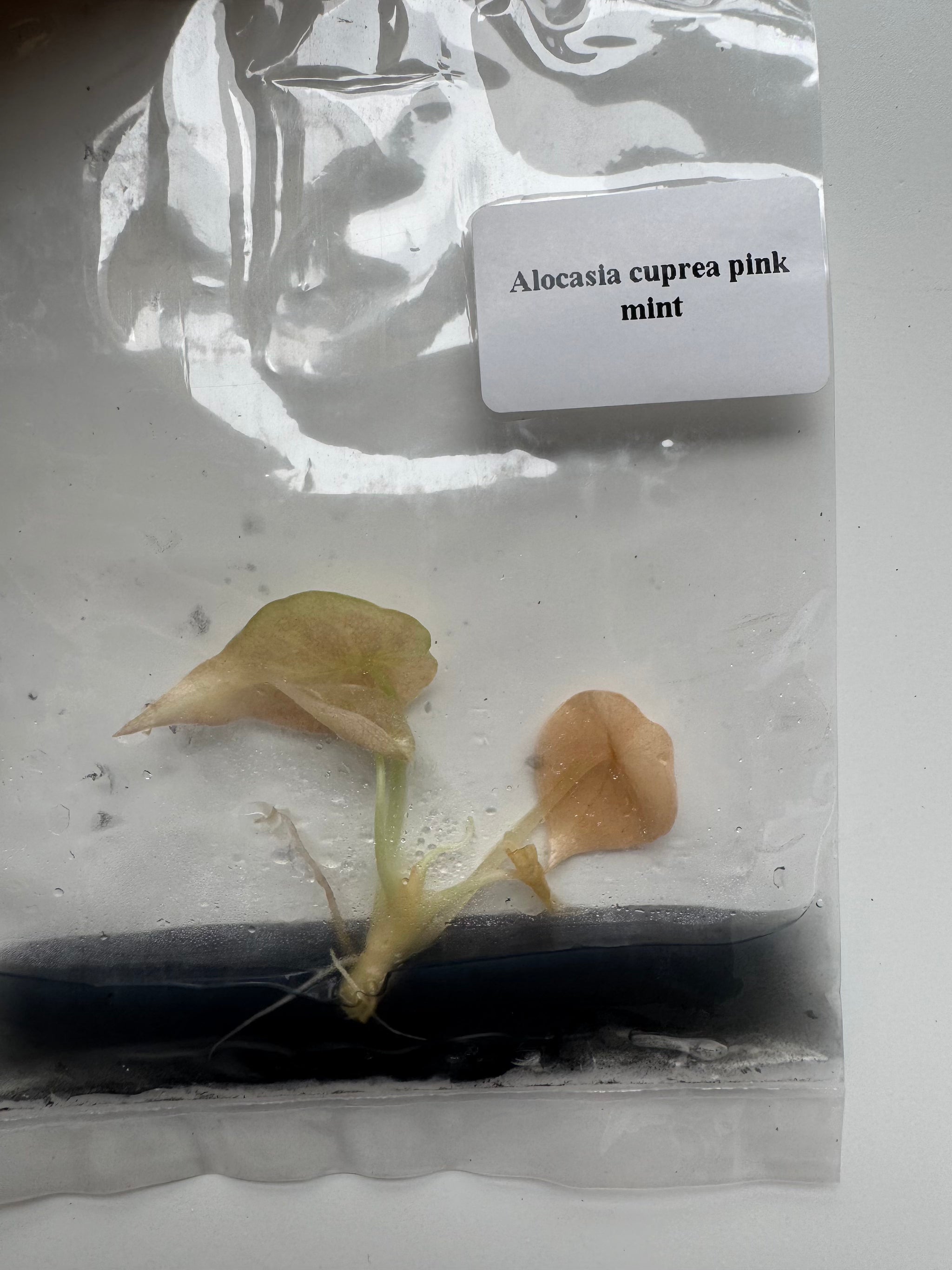 Alocasia Cuprea Pink Mint