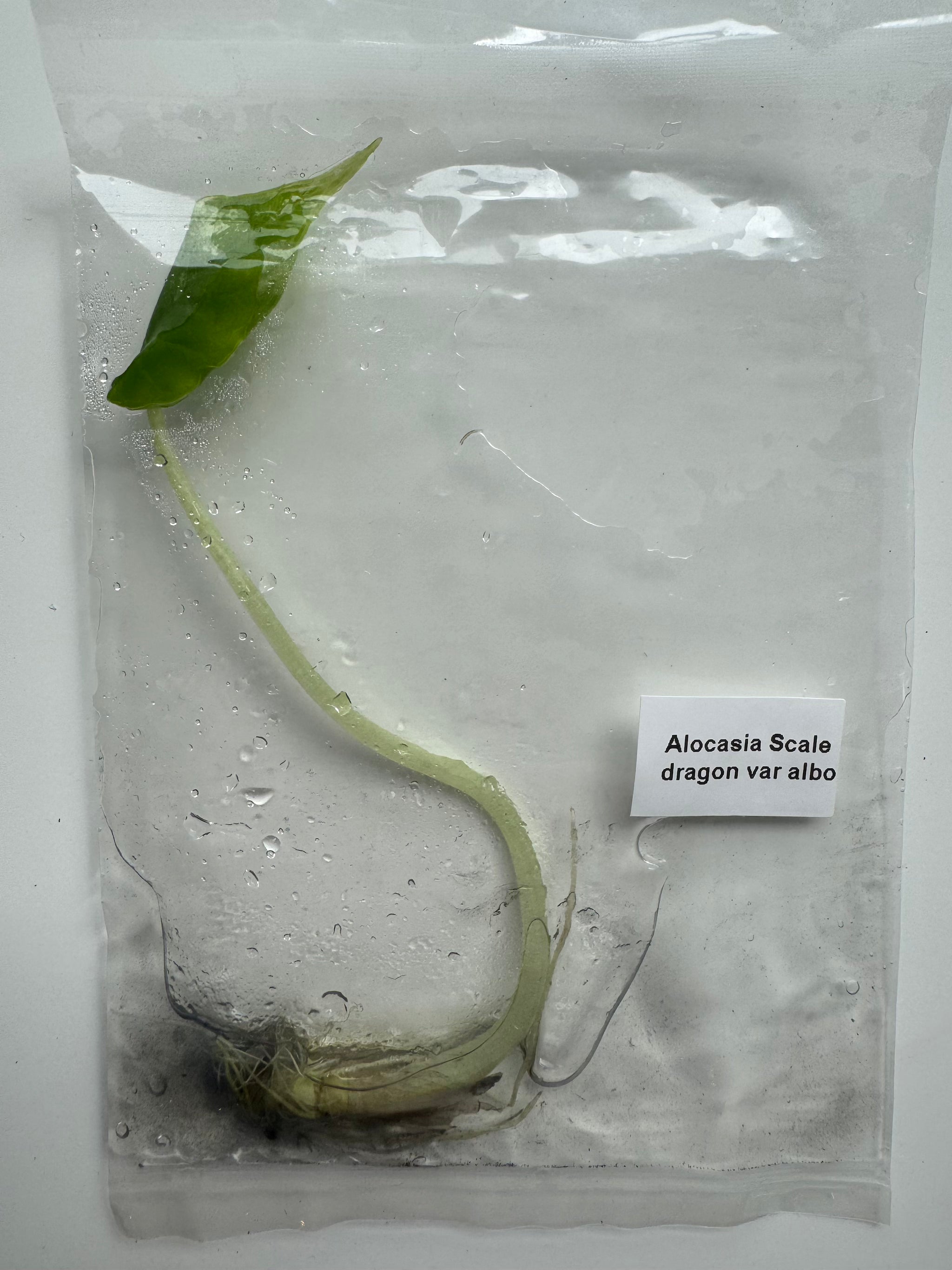 Alocasia Scale dragon var albo