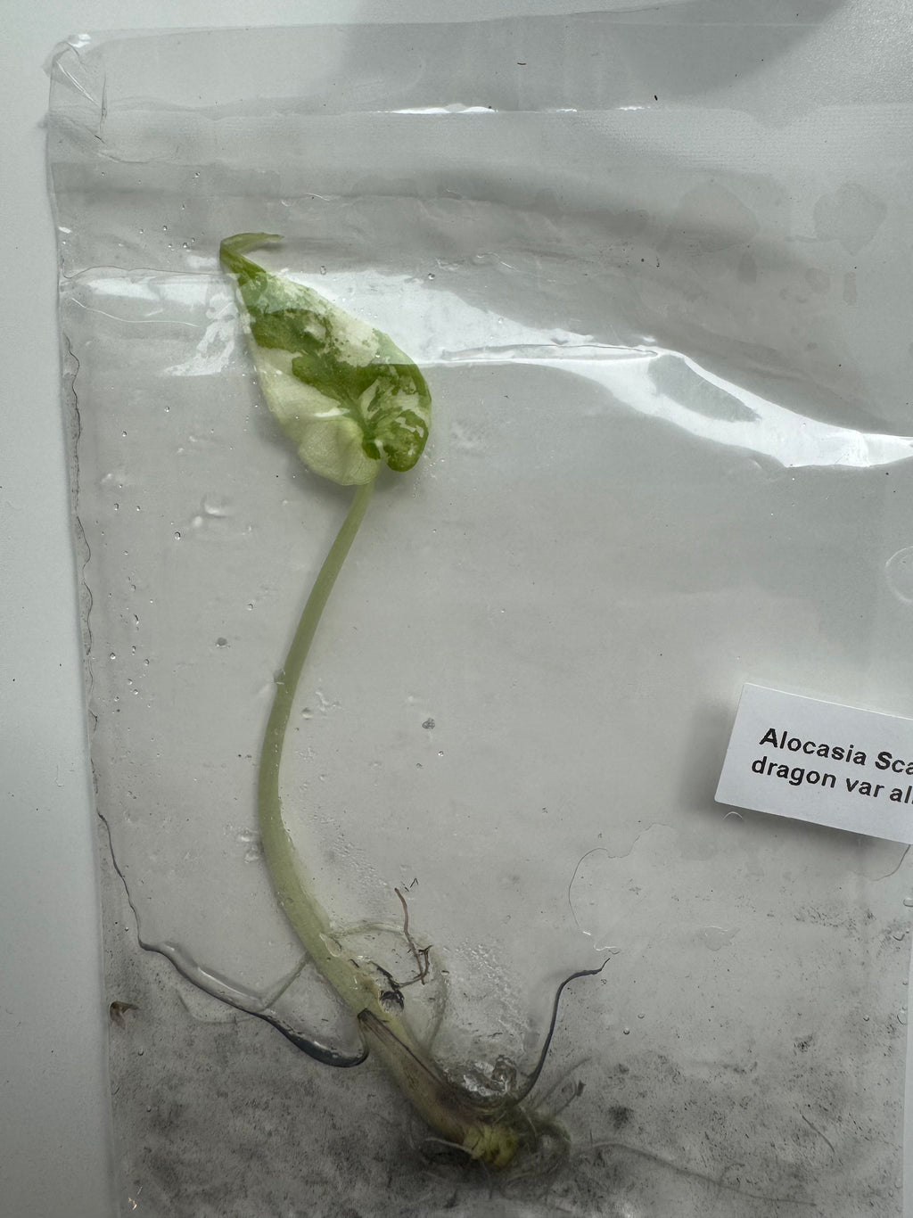 Alocasia Scale dragon var albo