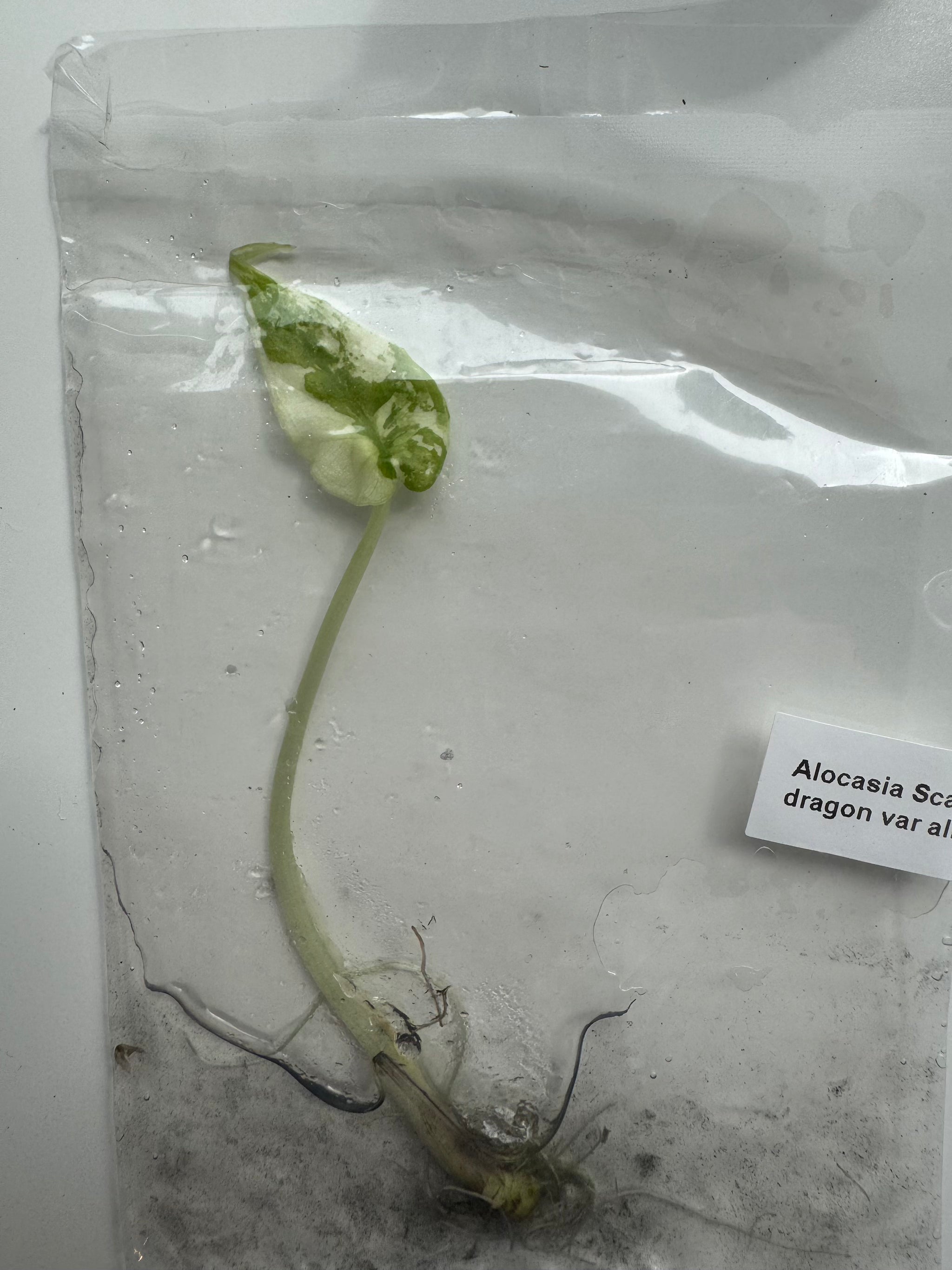 Alocasia Scale dragon var albo