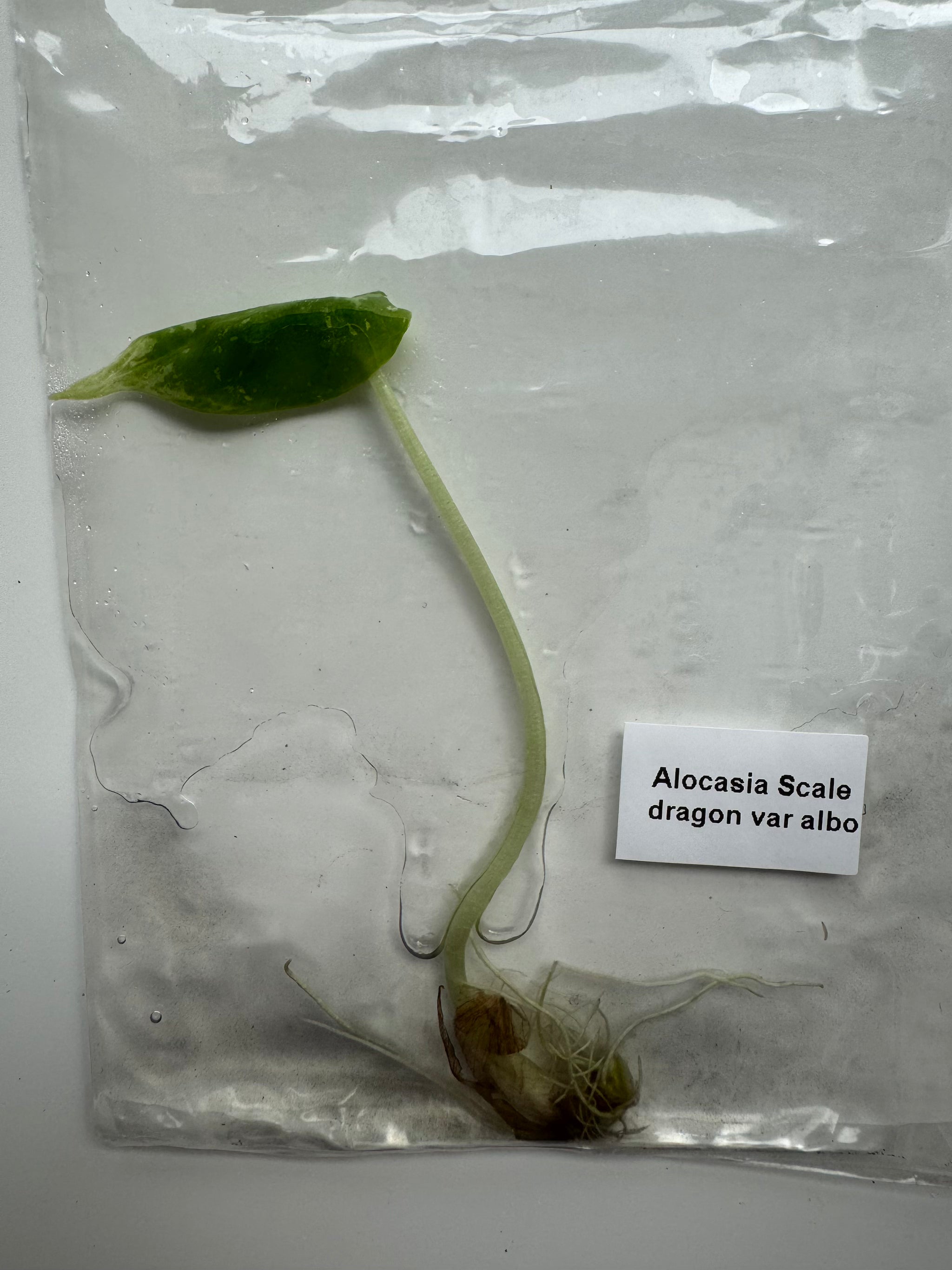 Alocasia Scale dragon var albo