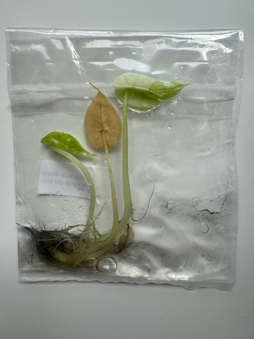 Alocasia Scale dragon var albo