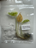 Alocasia Scale dragon var albo