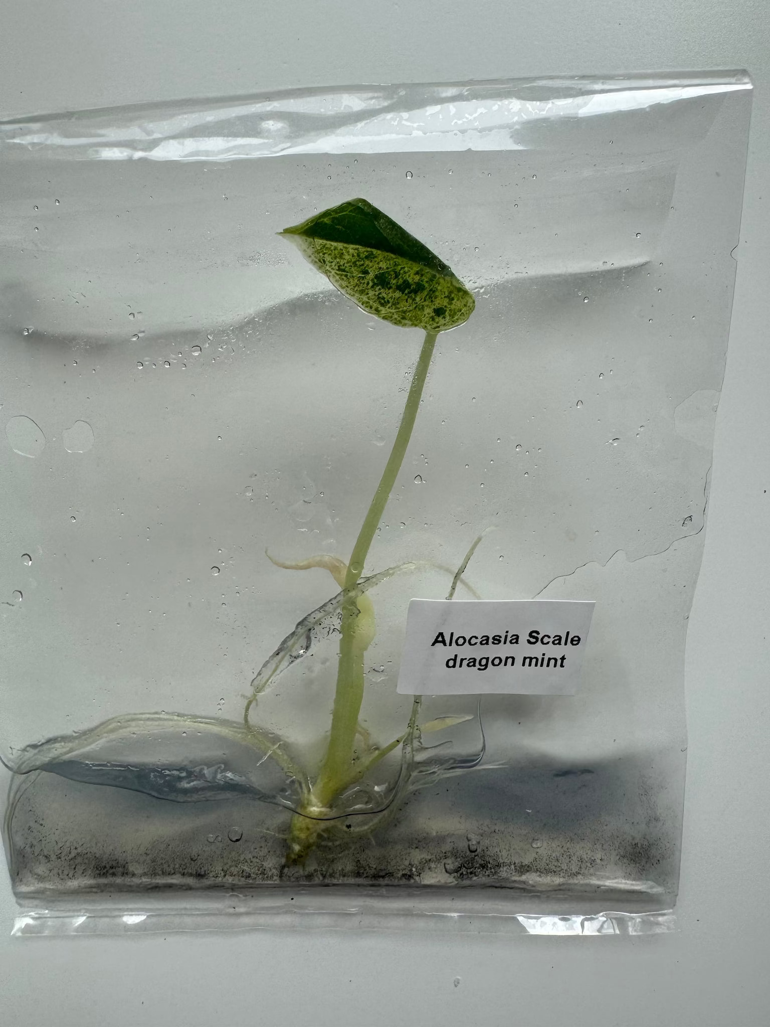 Alocasia Scale dragon mint