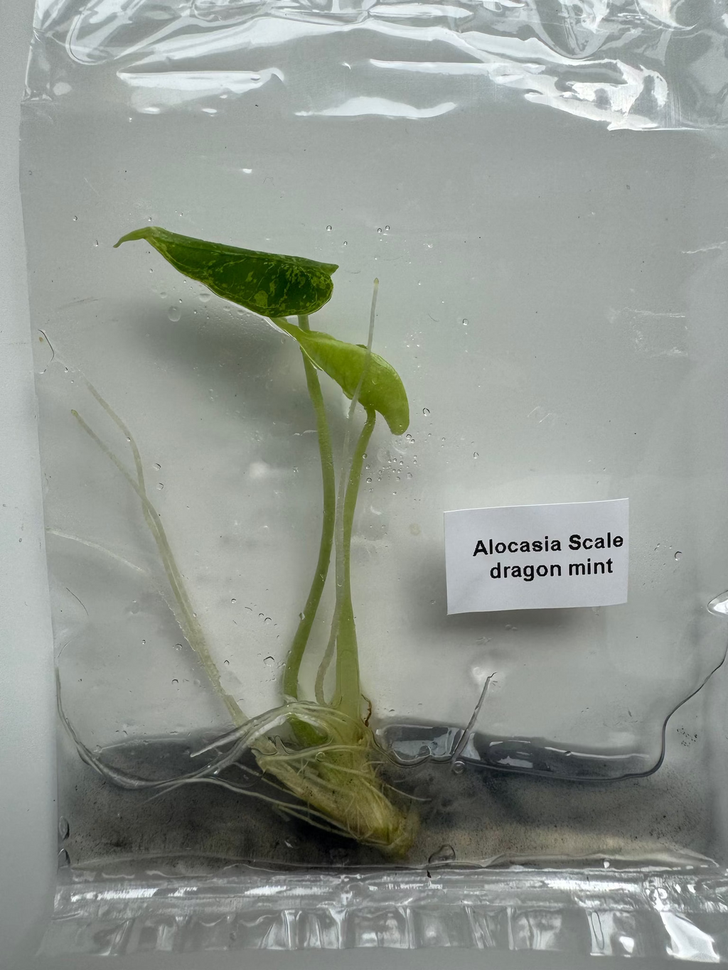 Alocasia Scale dragon mint