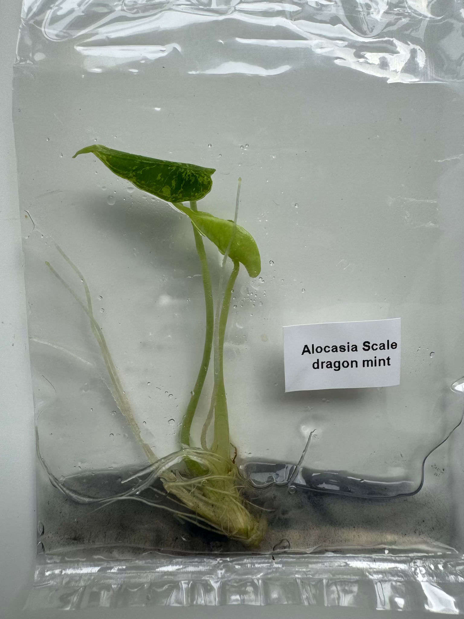 Alocasia Scale dragon mint